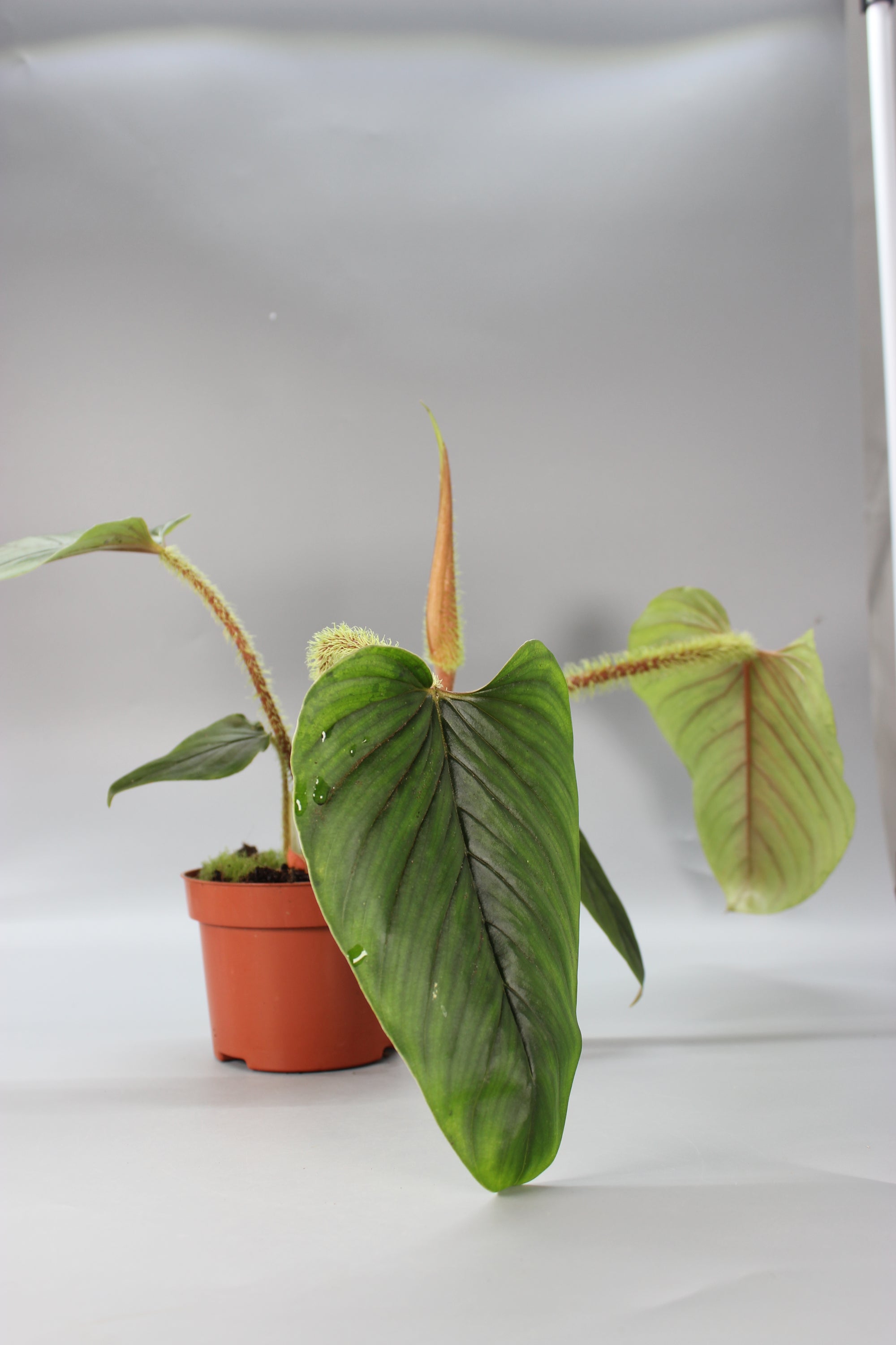 Philodendron Serpens