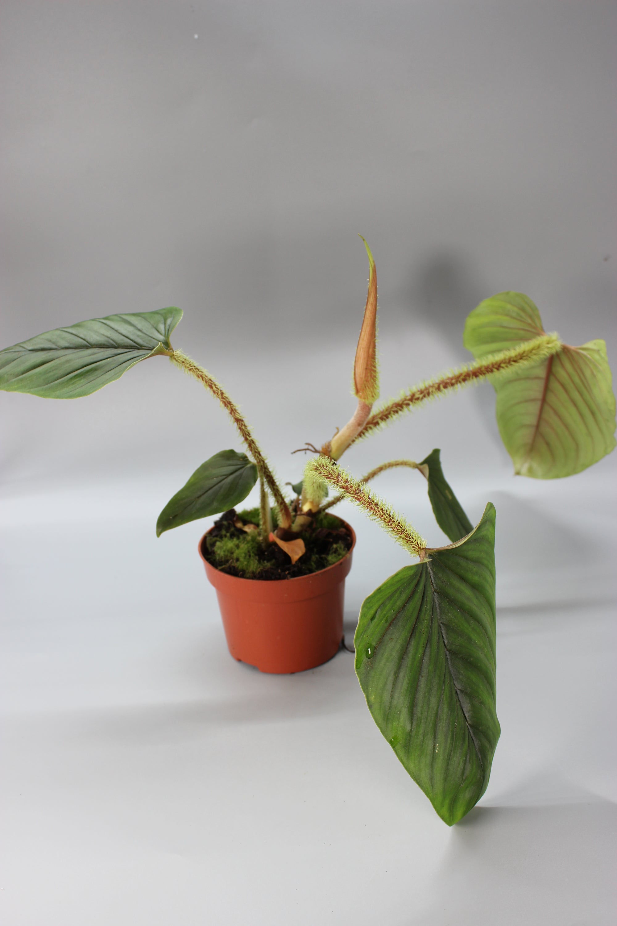 Philodendron Serpens