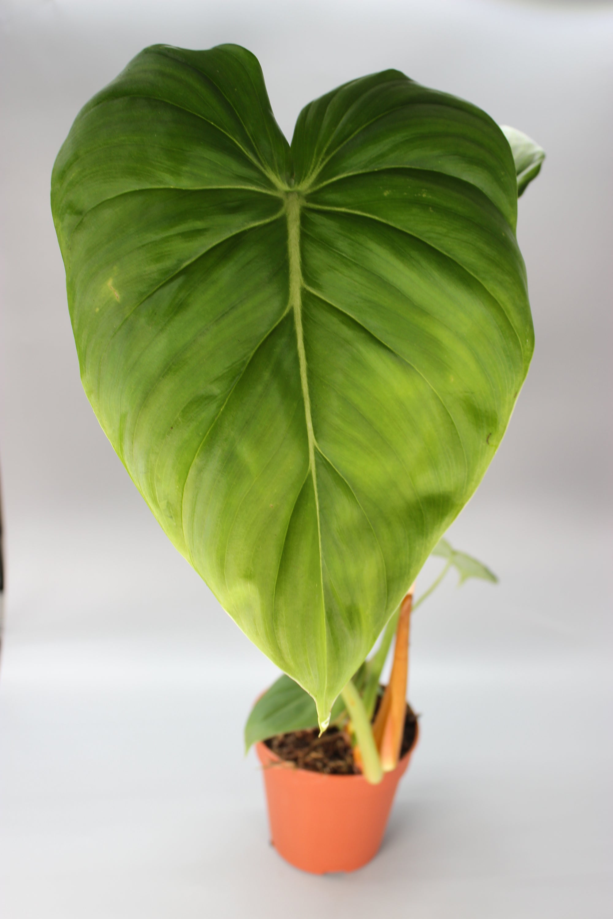 Philodendron McDowell