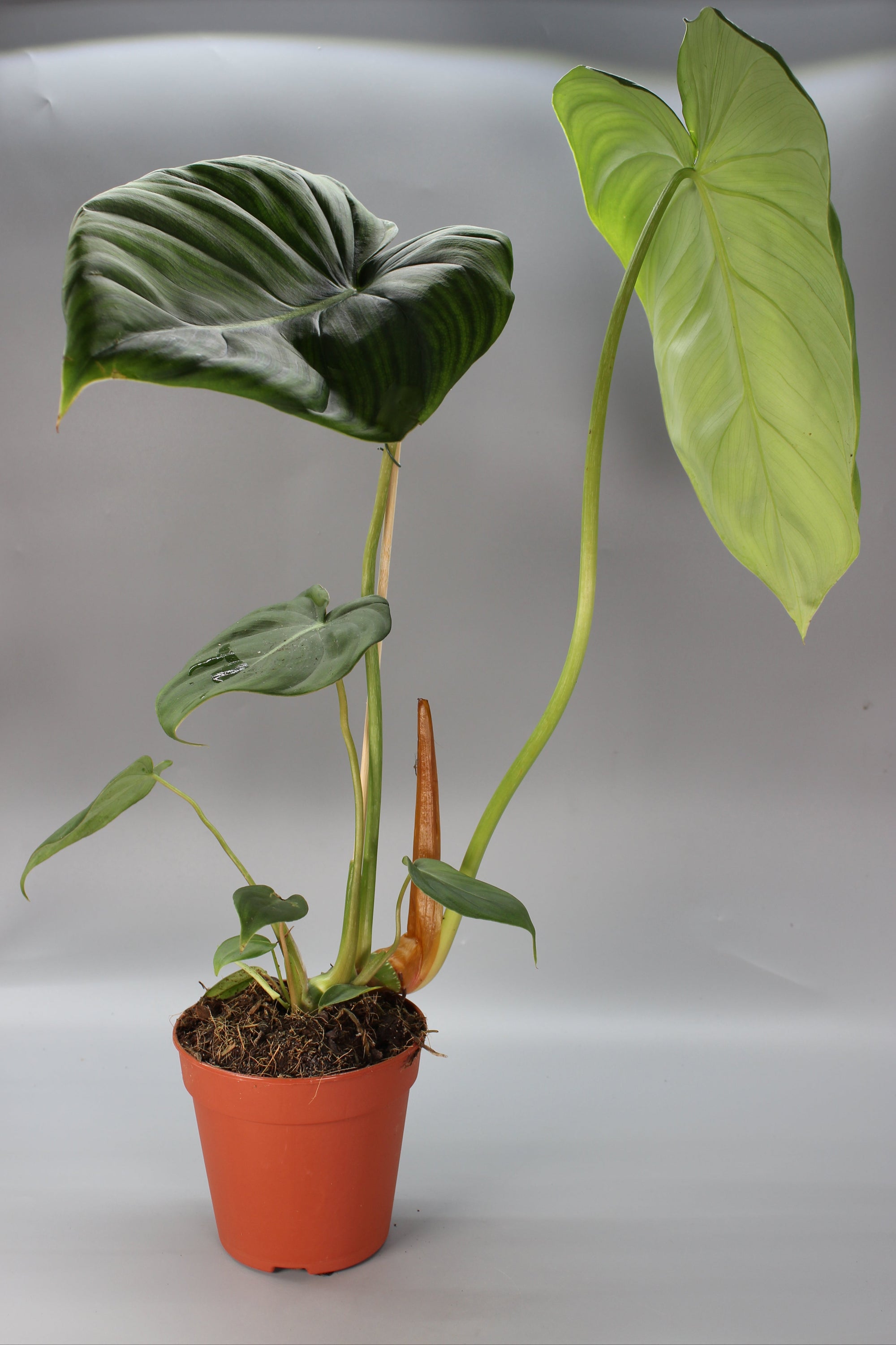 Philodendron McDowell