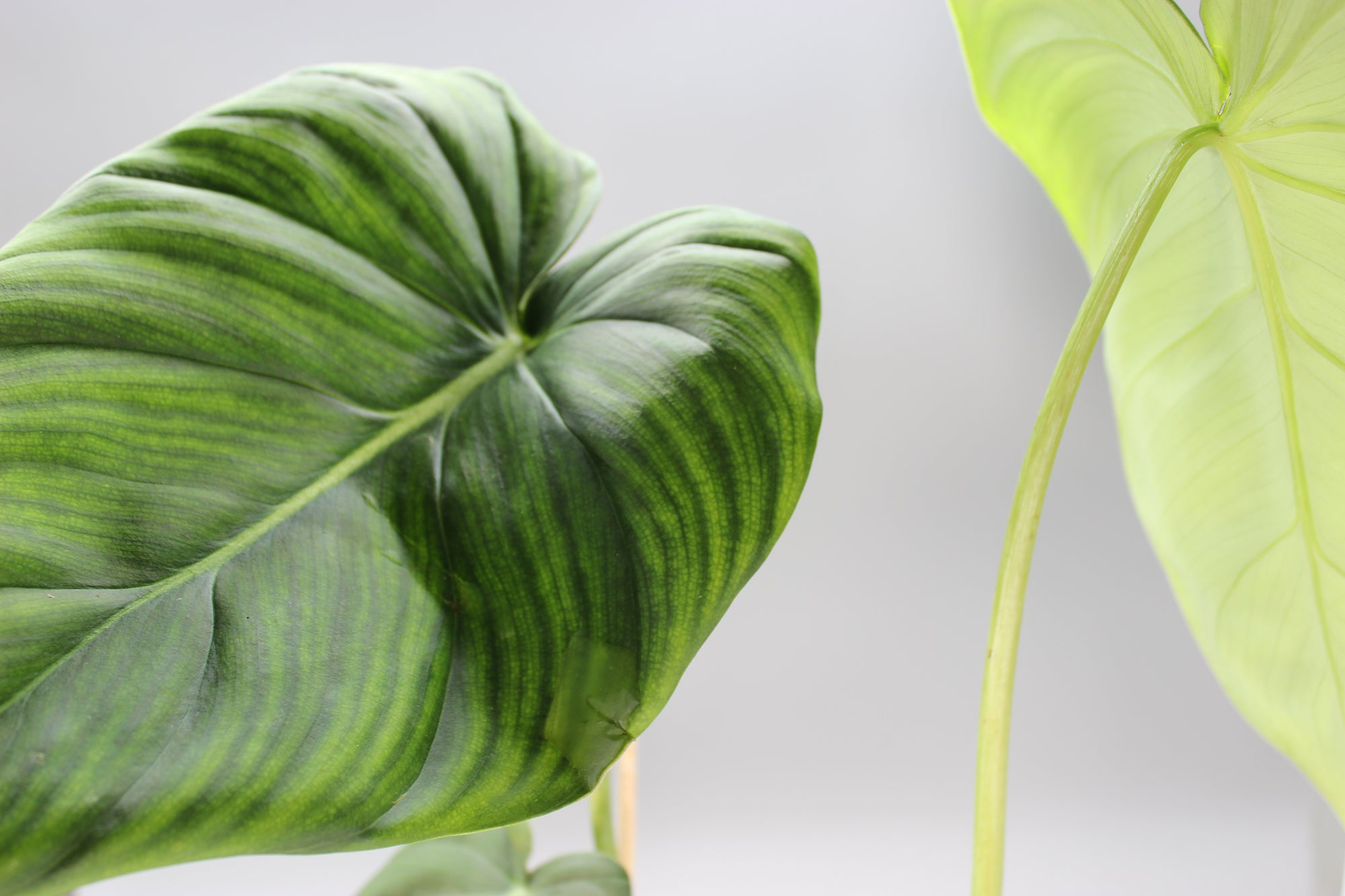 Philodendron McDowell
