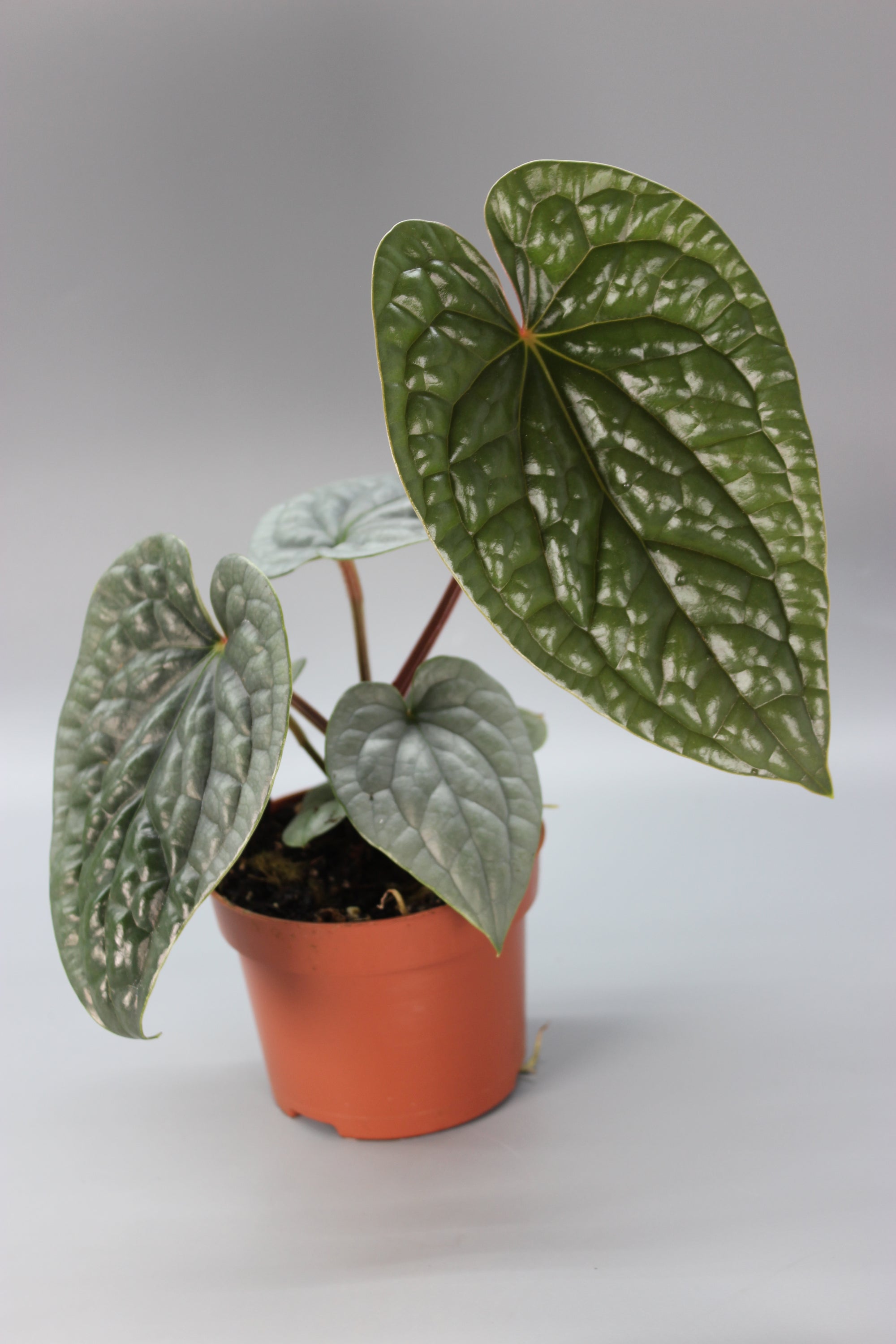 Anthurium Luxurians