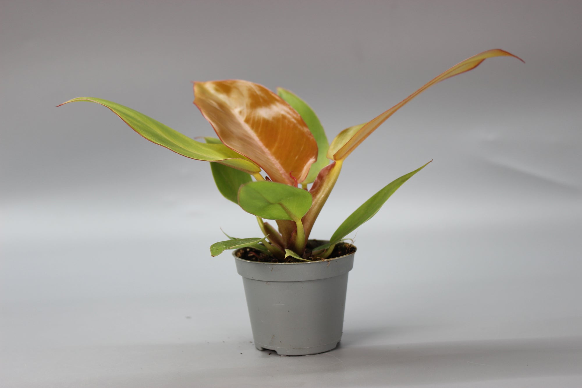 Philodendron Cherry Red