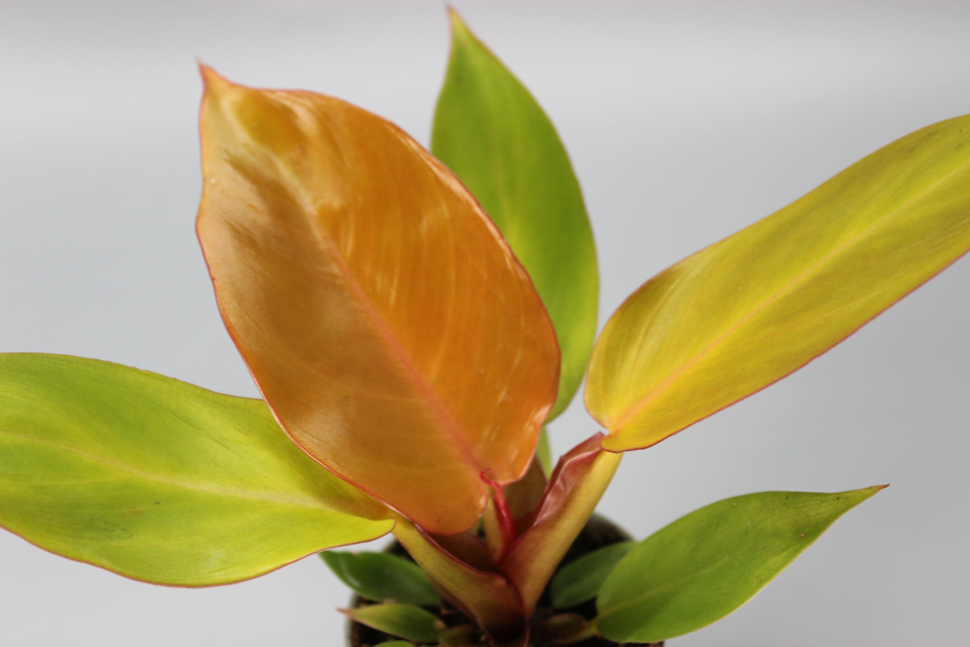 Philodendron Cherry Red