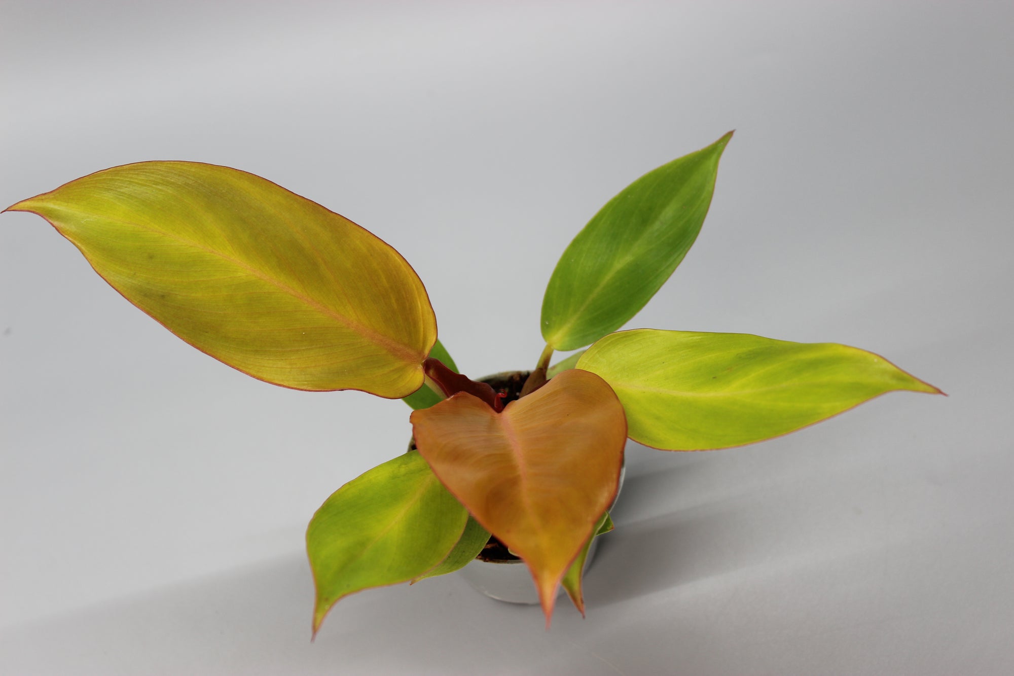Philodendron Cherry Red