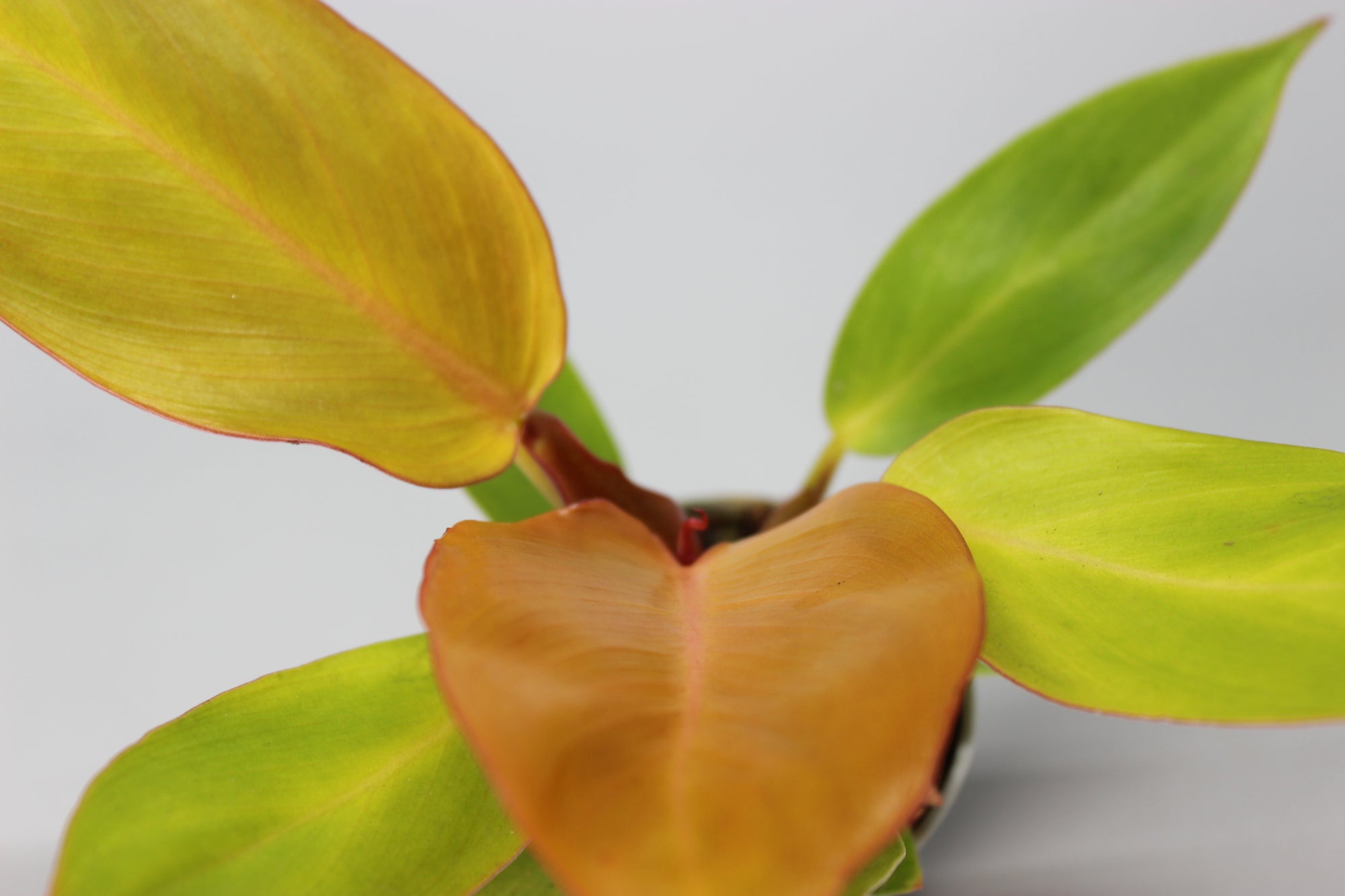 Philodendron Cherry Red