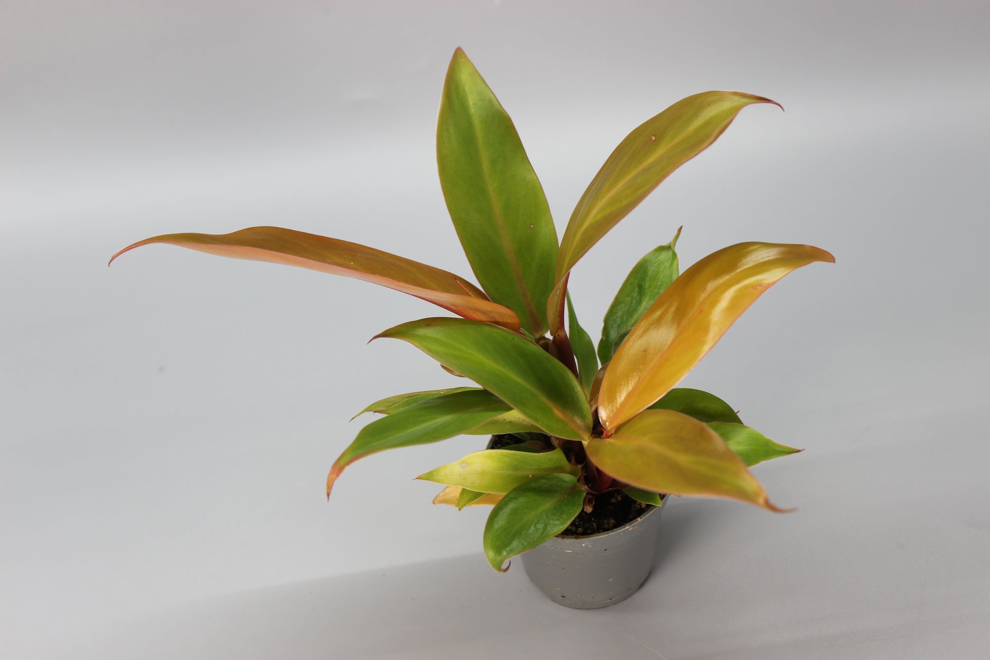 Philodendron Cherry Red