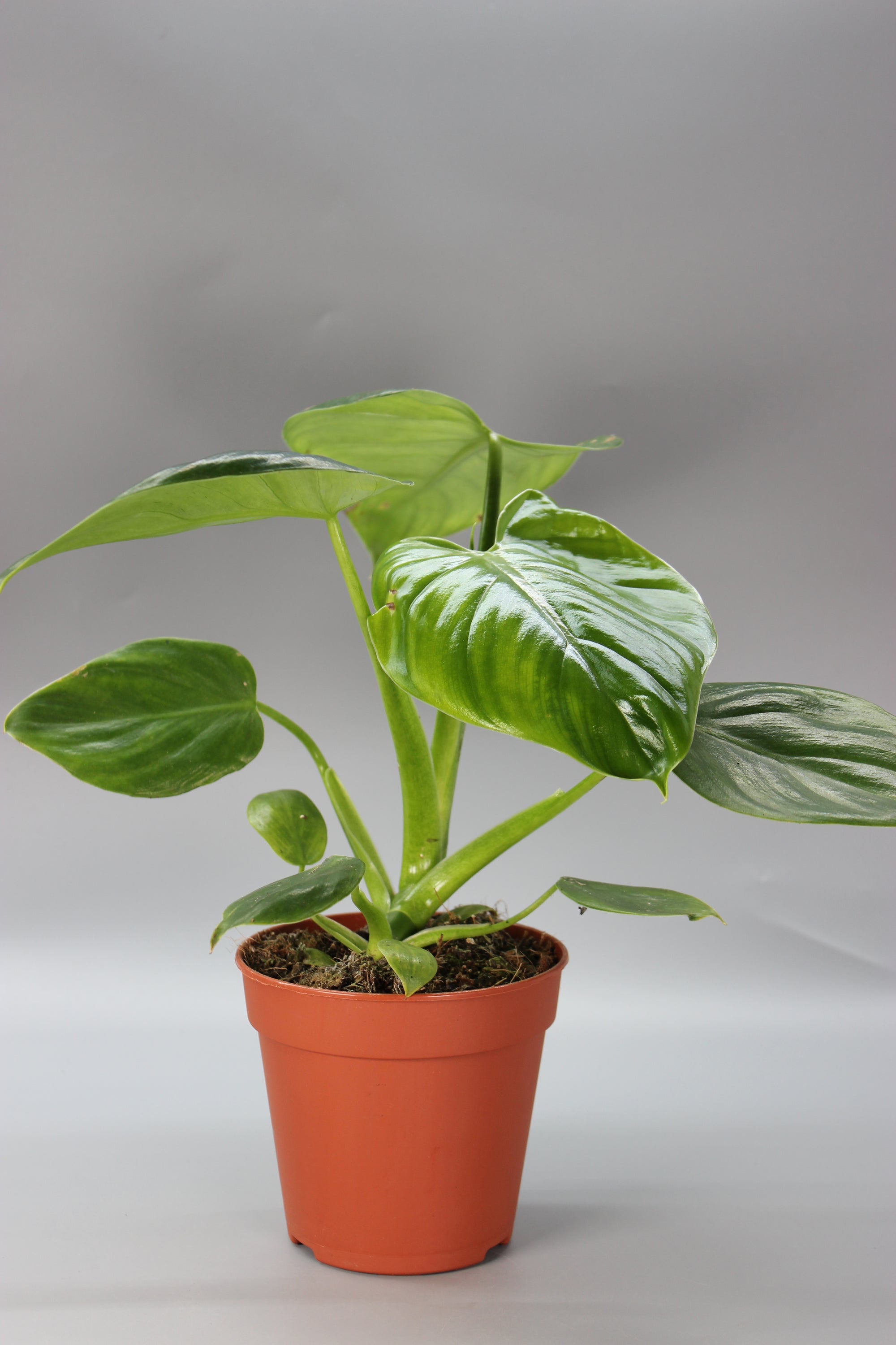 Philodendron Henry-Pittieri