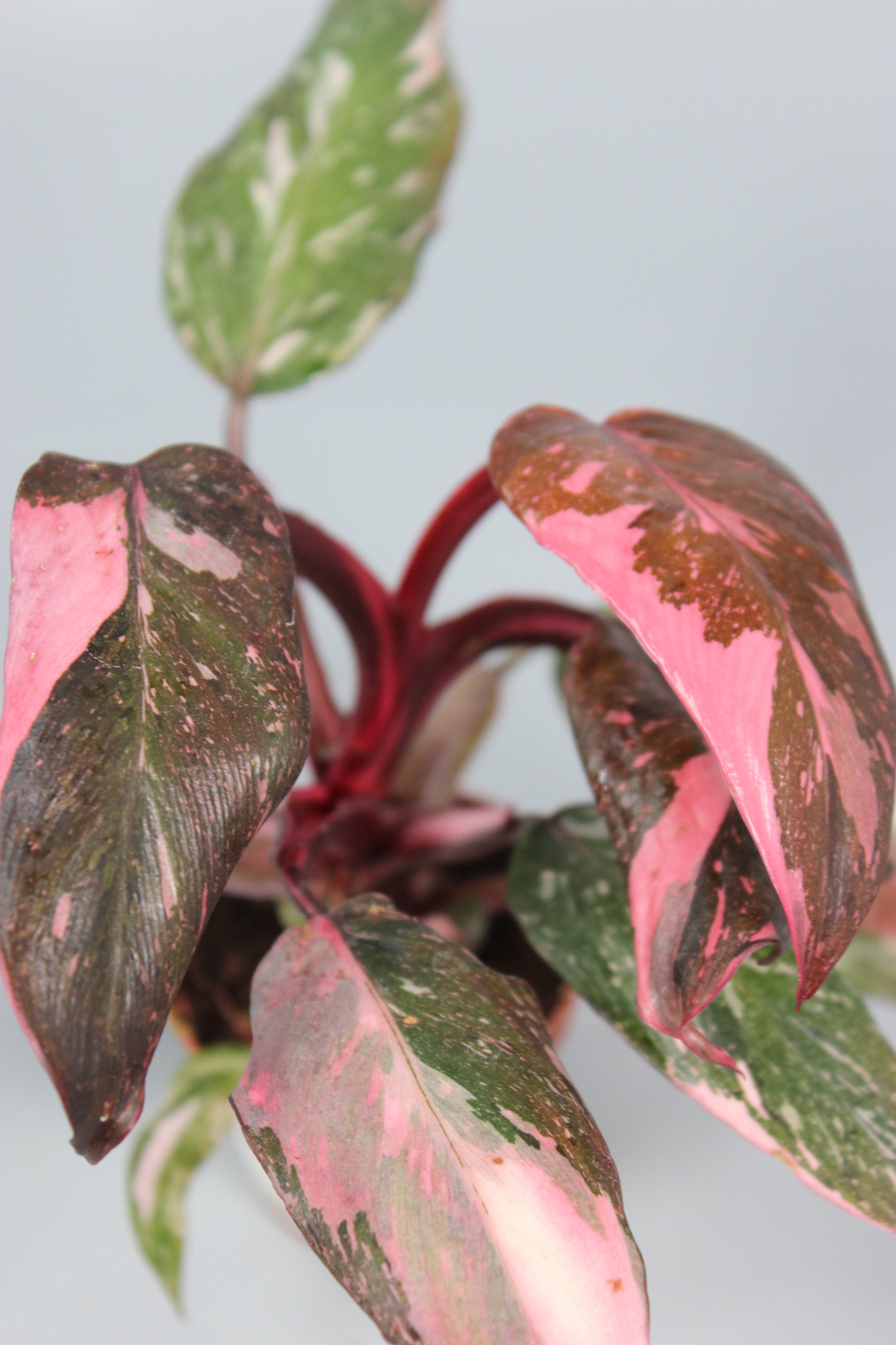 Philodendron Pink Princess - High Variegation