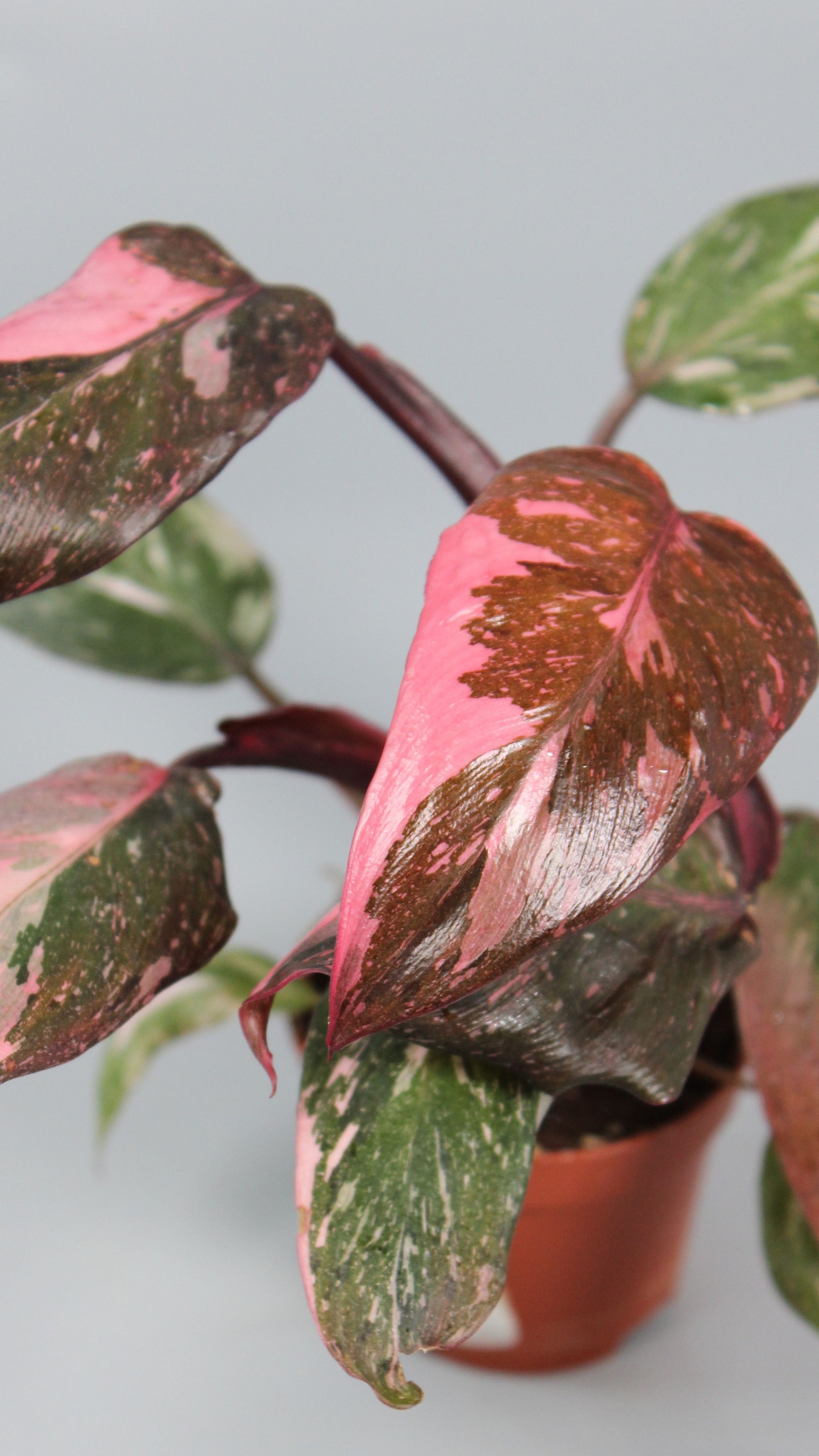Philodendron Pink Princess - High Variegation