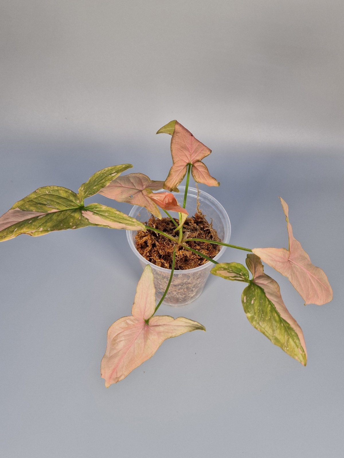 Rare Houseplants - Syngonium Pink Splash - My Store