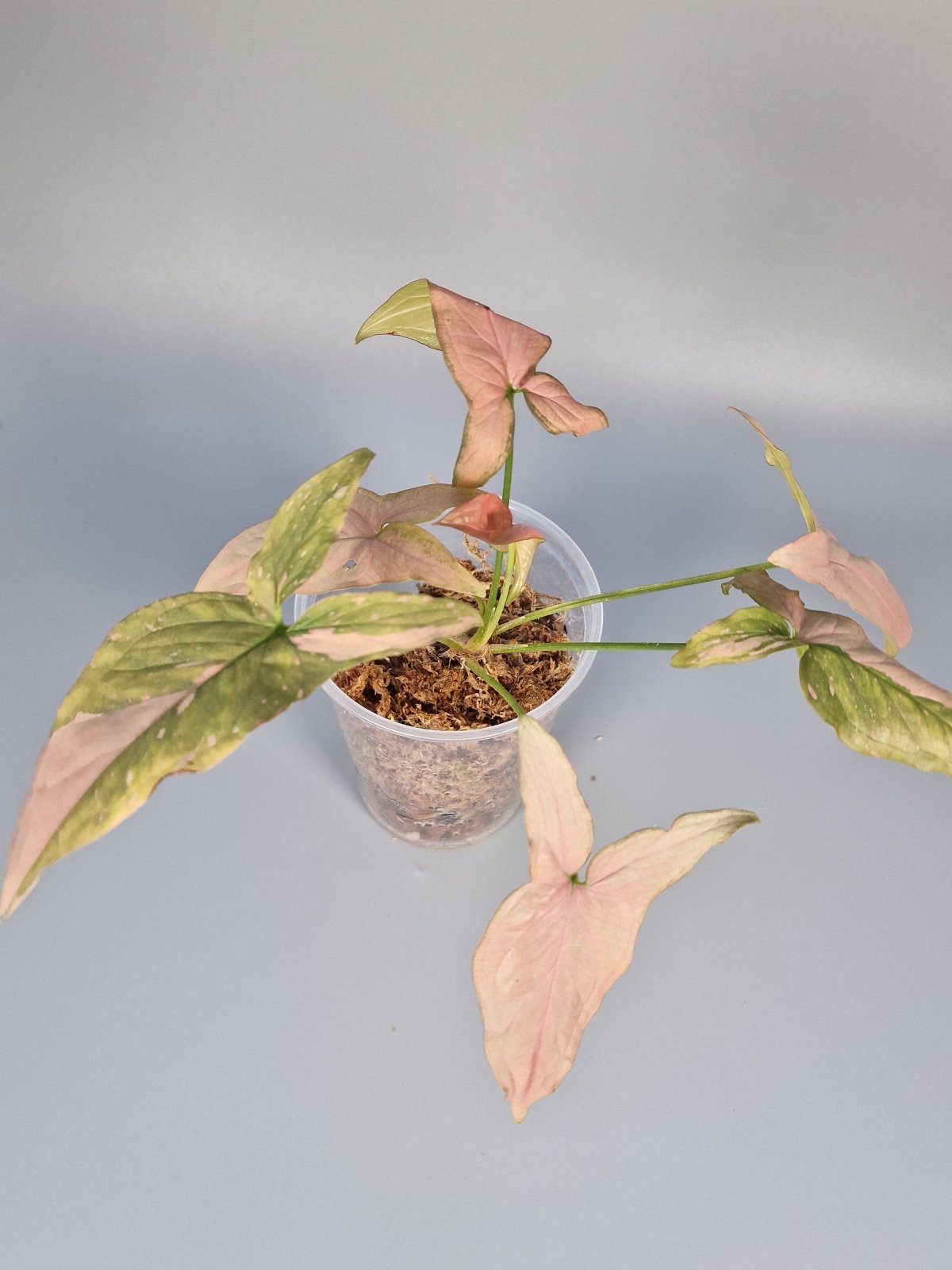 Rare Houseplants - Syngonium Pink Splash - My Store