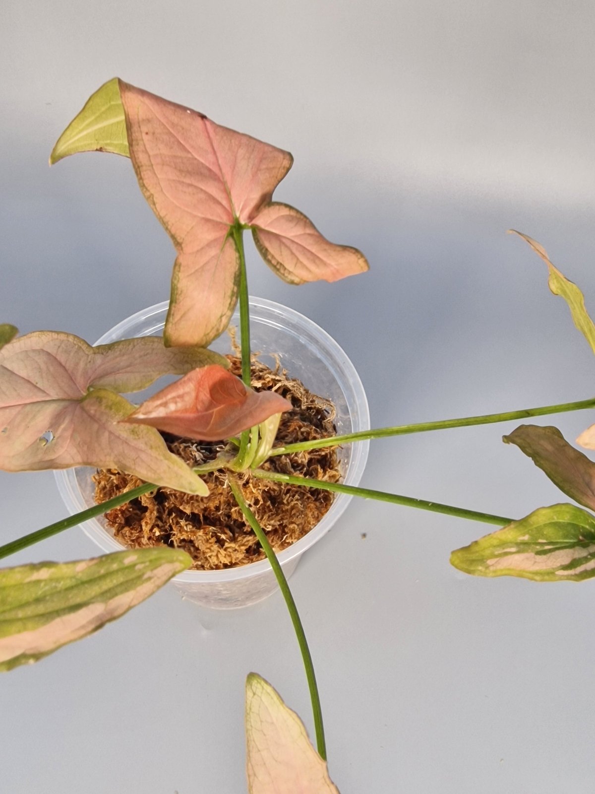Rare Houseplants - Syngonium Pink Splash - My Store