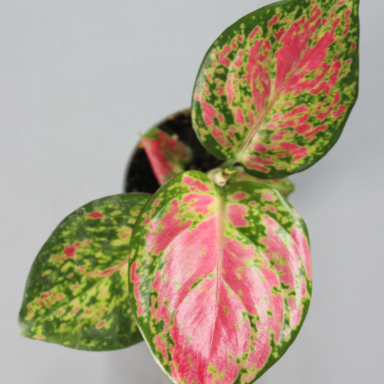 Aglaonema 'Red Zircon' Rare Houseplant – Odd Leaf