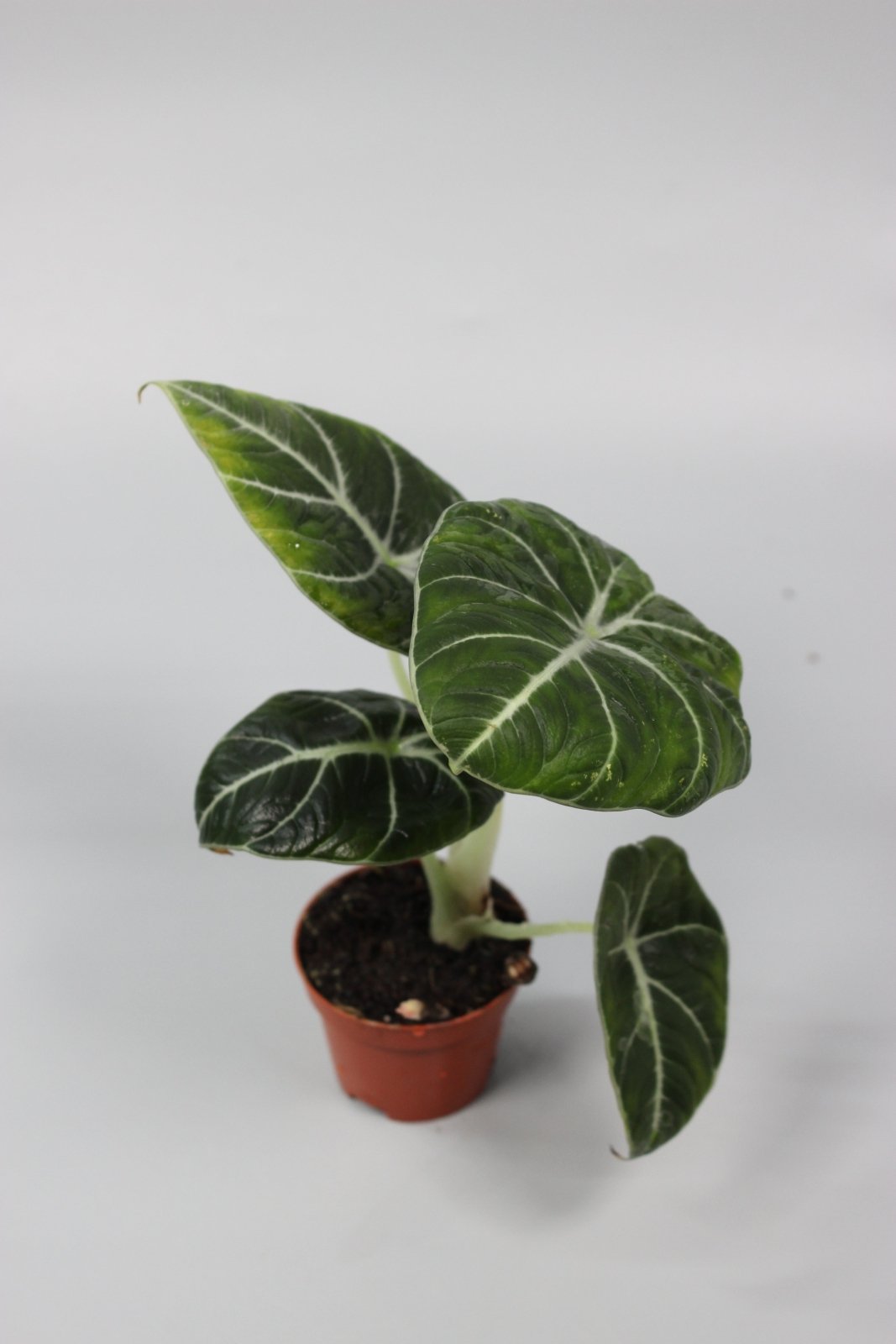 Rare Houseplants - Alocasia Black Velvet - Odd Leaf