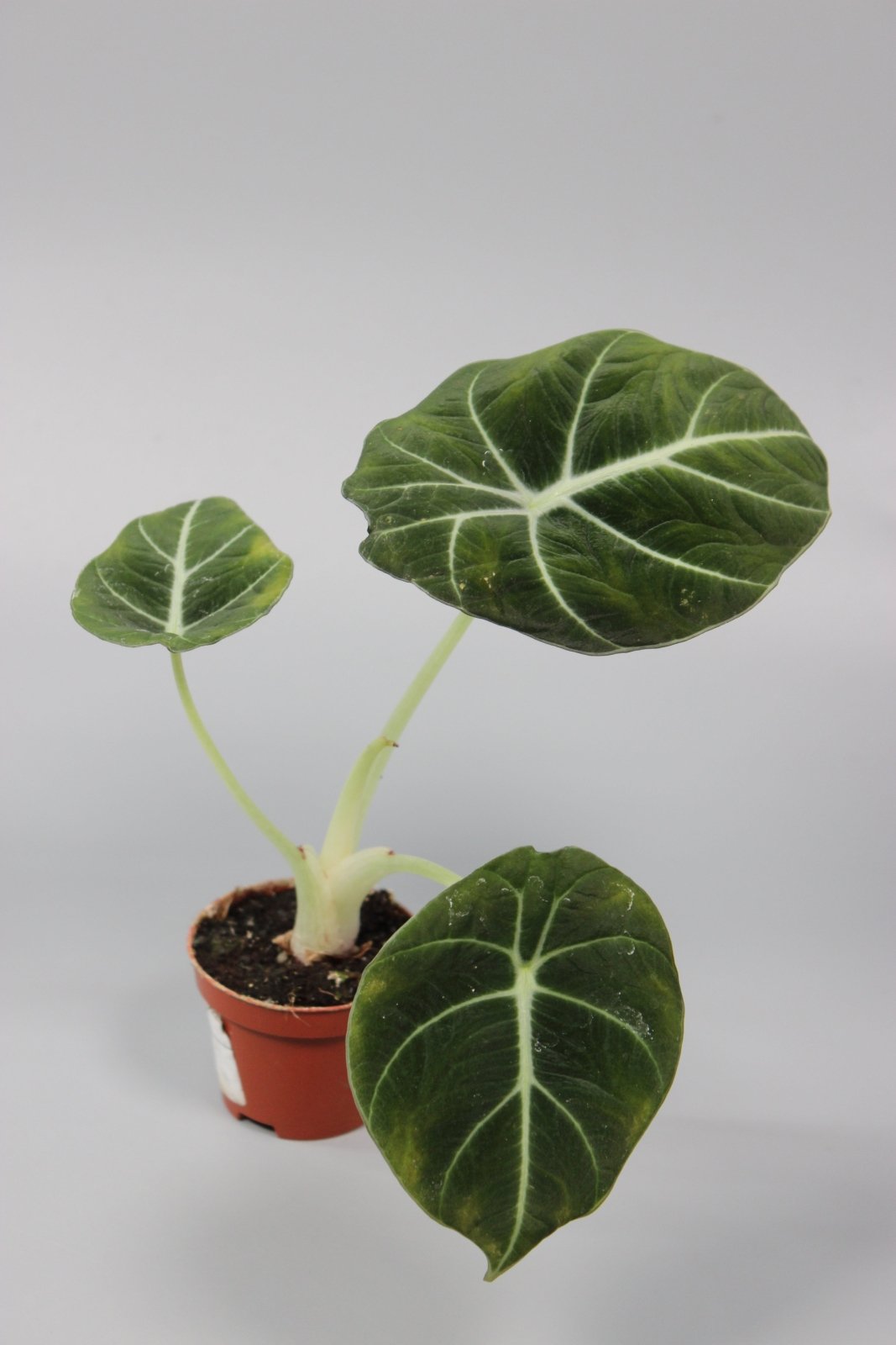 Rare Houseplants - Alocasia Black Velvet - Odd Leaf