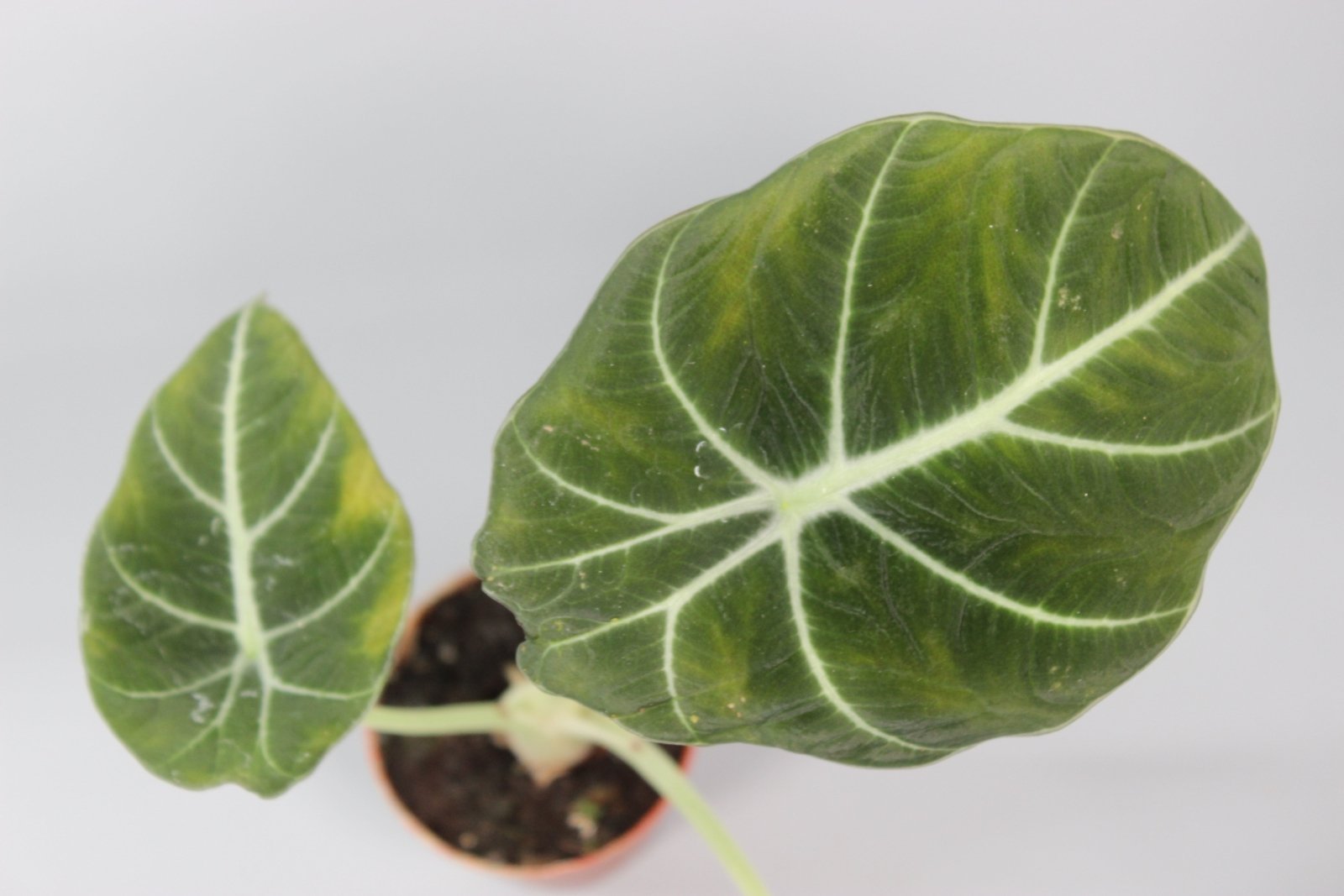 Rare Houseplants - Alocasia Black Velvet - Odd Leaf