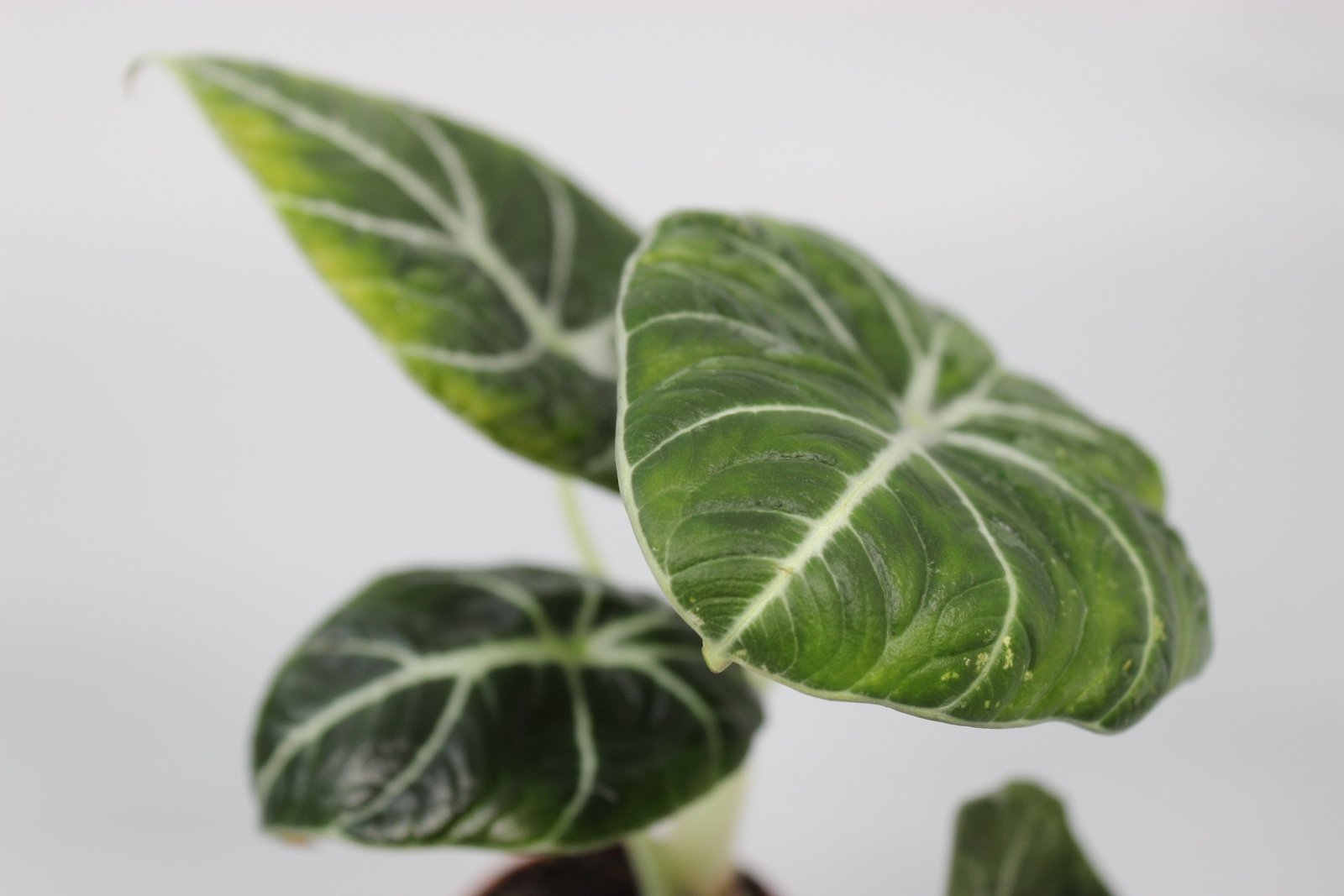 Rare Houseplants - Alocasia Black Velvet - Odd Leaf