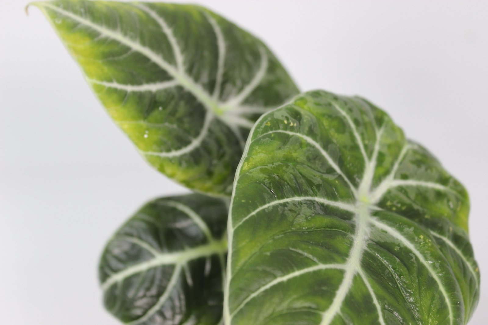Rare Houseplants - Alocasia Black Velvet - Odd Leaf