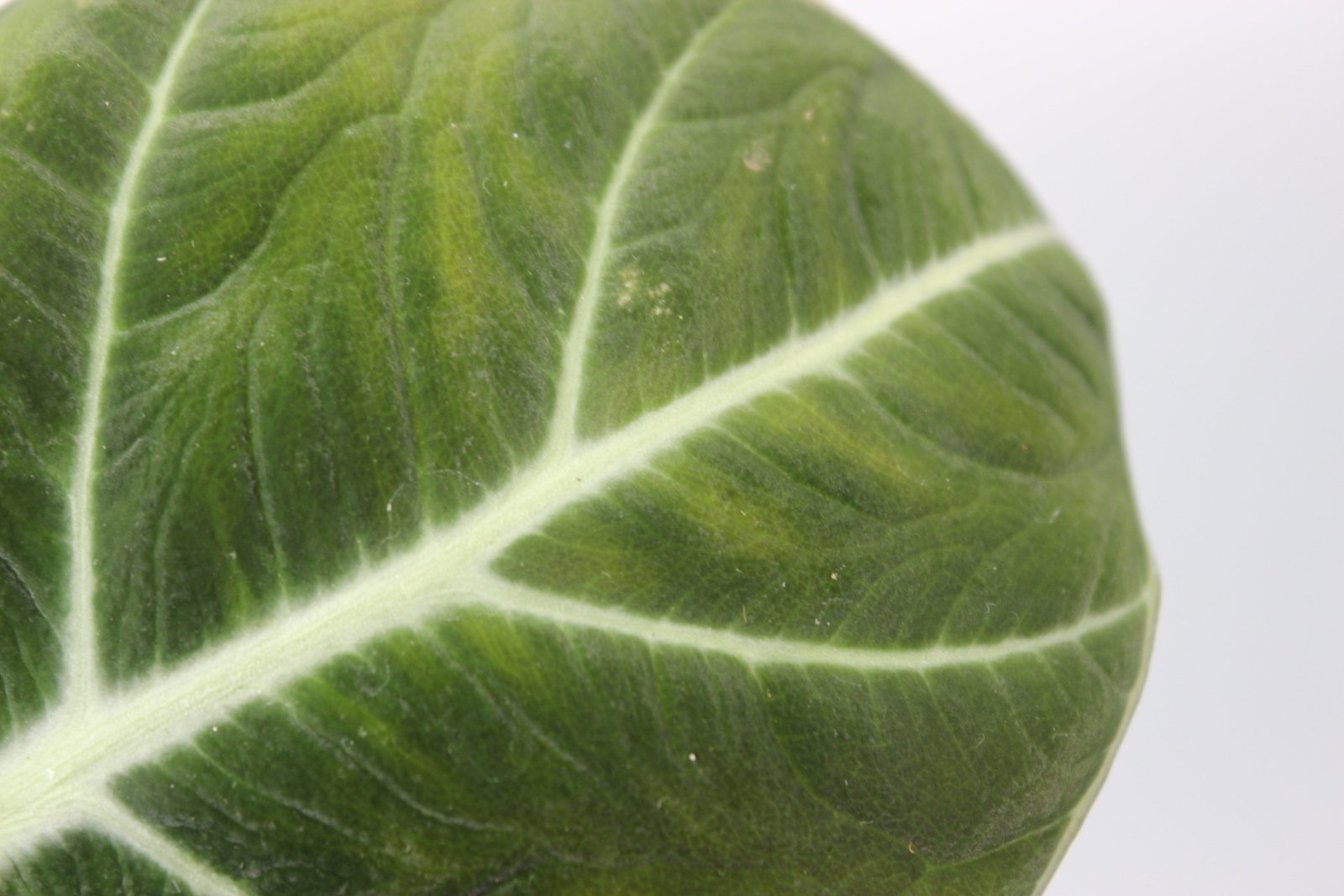 Rare Houseplants - Alocasia Black Velvet - Odd Leaf