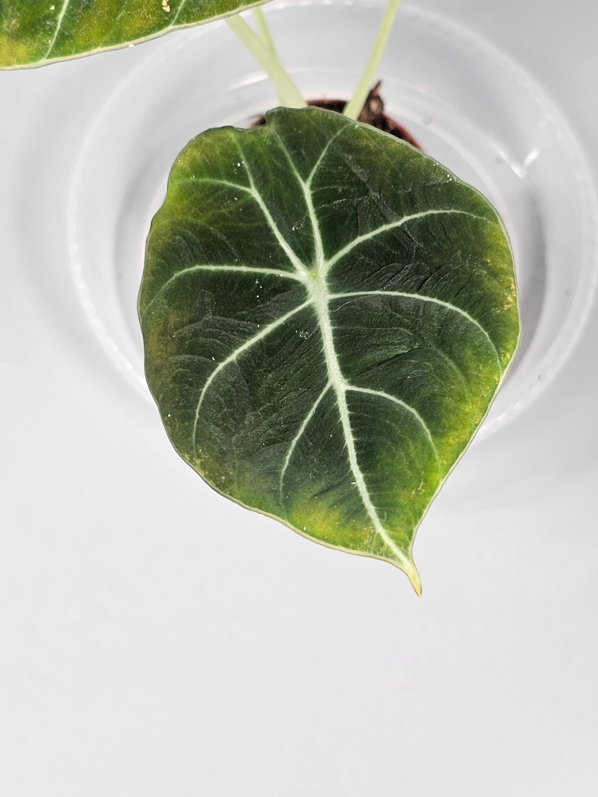Rare Houseplants - Alocasia 'black Velvet' - Q | Rare Houseplants - Odd Leaf