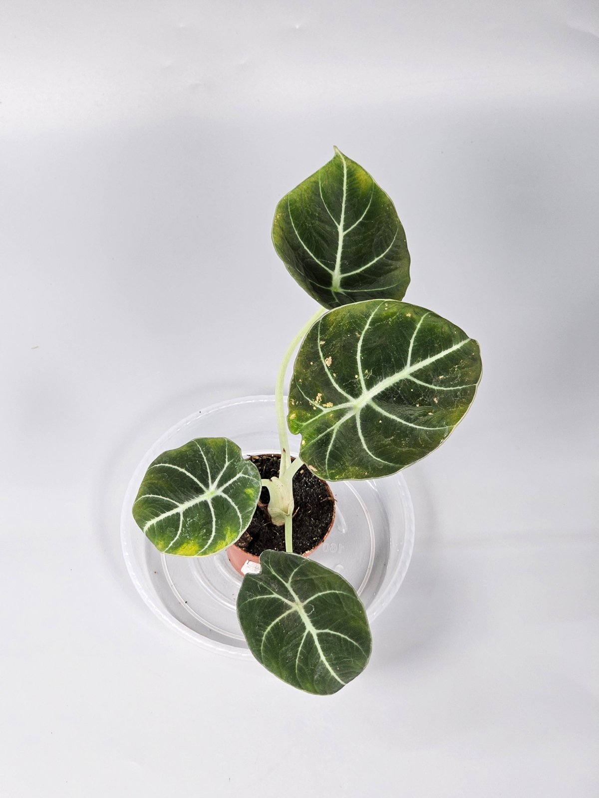Rare Houseplants - Alocasia 'black Velvet' - Q | Rare Houseplants - Odd Leaf