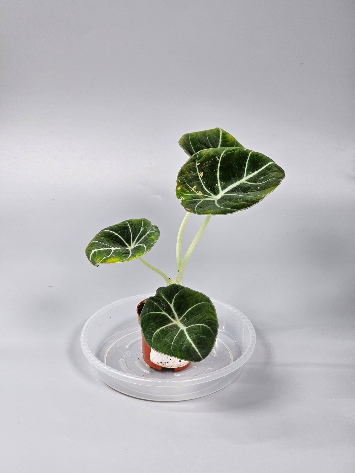 Rare Houseplants - Alocasia 'black Velvet' - Q | Rare Houseplants - Odd Leaf