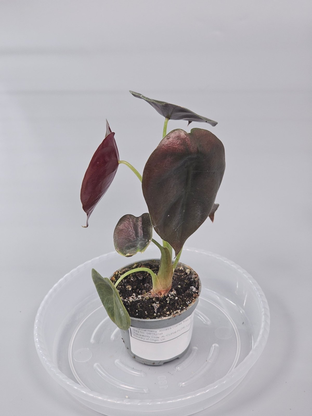Rare Houseplants - Alocasia Cuprea 'red Secret' - F | Rare Houseplants - Odd Leaf