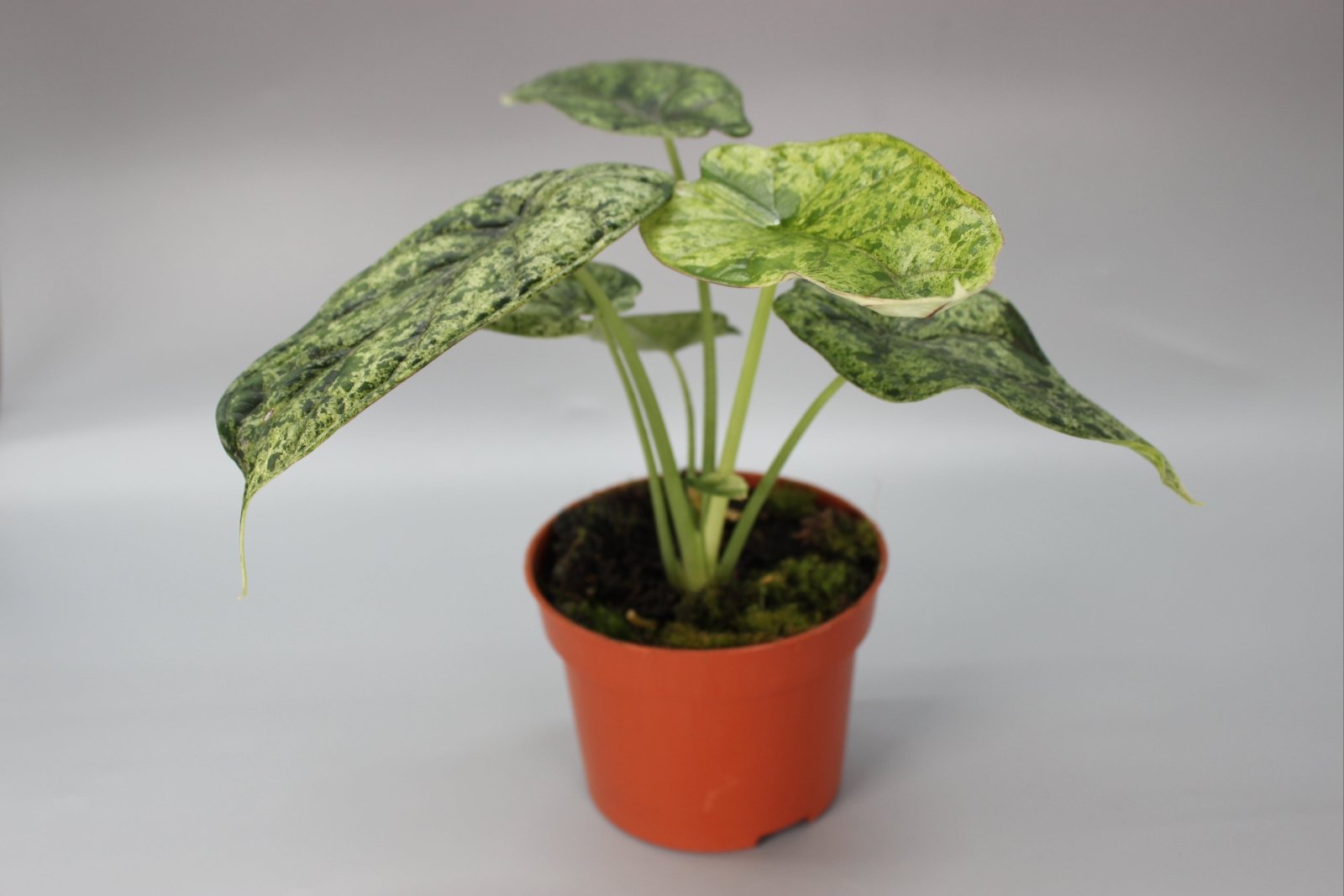 Rare Houseplants - Alocasia Dragon Scale Mint - Odd Leaf