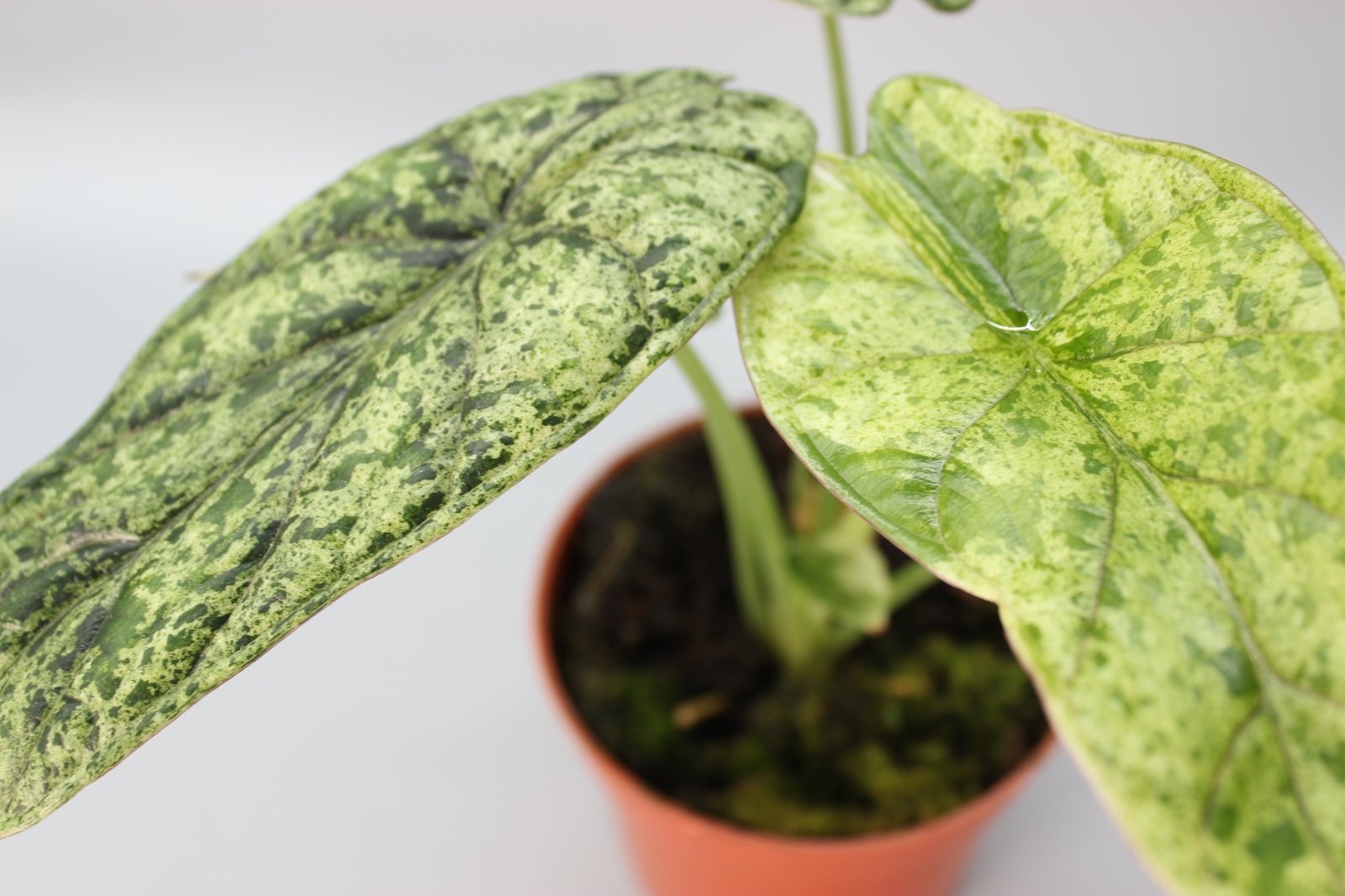 Rare Houseplants - Alocasia Dragon Scale Mint - Odd Leaf