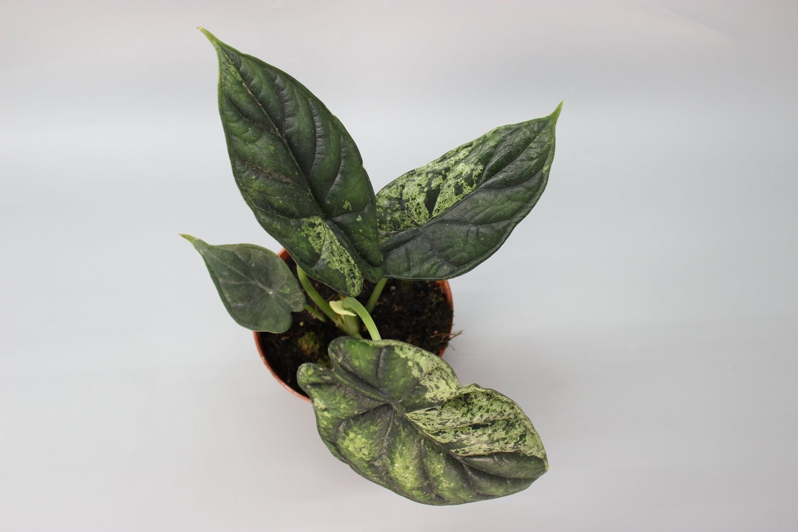 Rare Houseplants - Alocasia Dragon Scale Mint - Odd Leaf