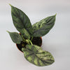 Mystic Alocasia Trio | Subscribers Bundle