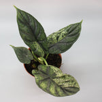 Mystic Alocasia Trio | Subscribers Bundle