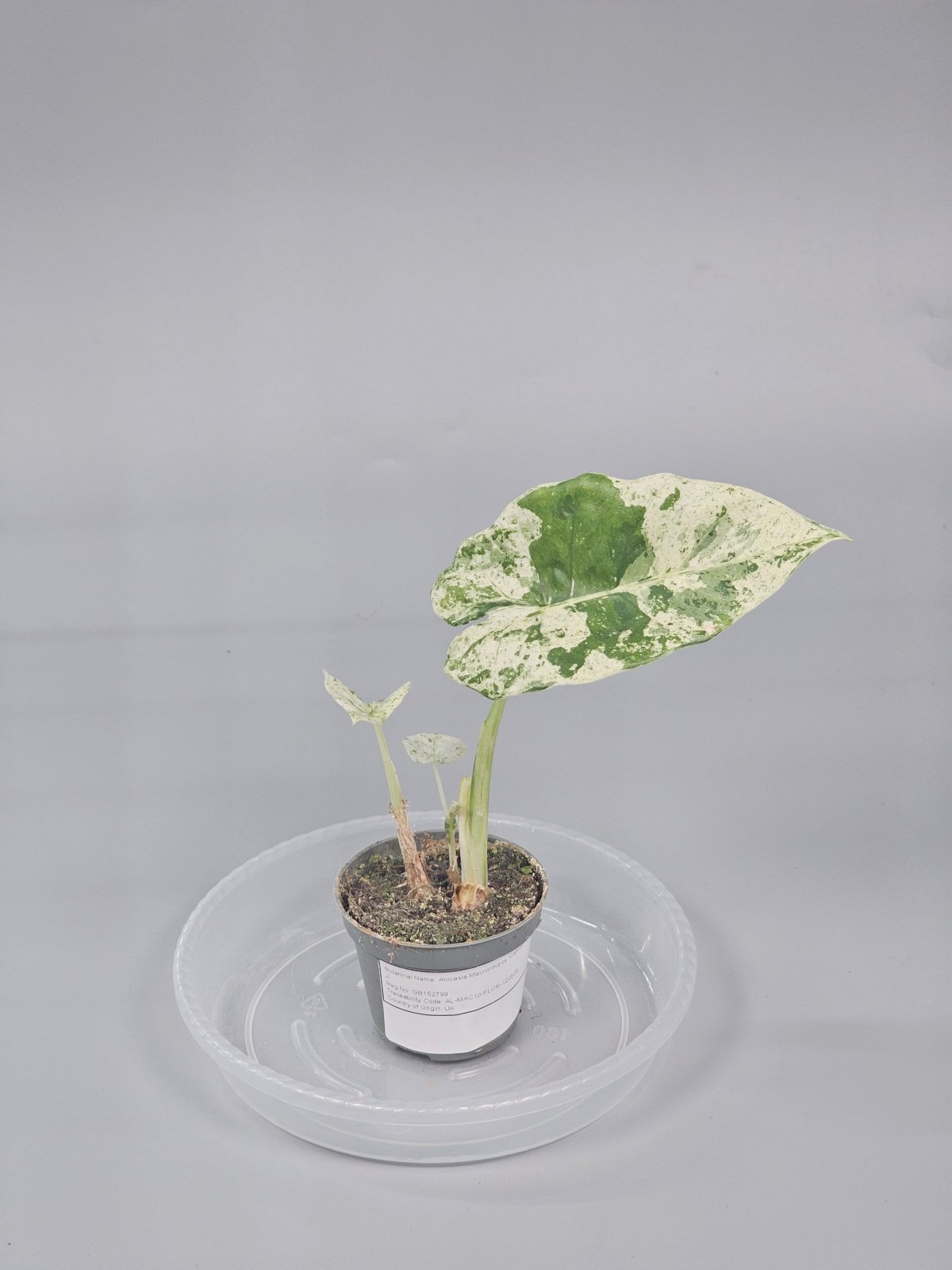 Rare Houseplants - Alocasia Macrorrhizos 'camouflage' - J | Rare Houseplants - Odd Leaf