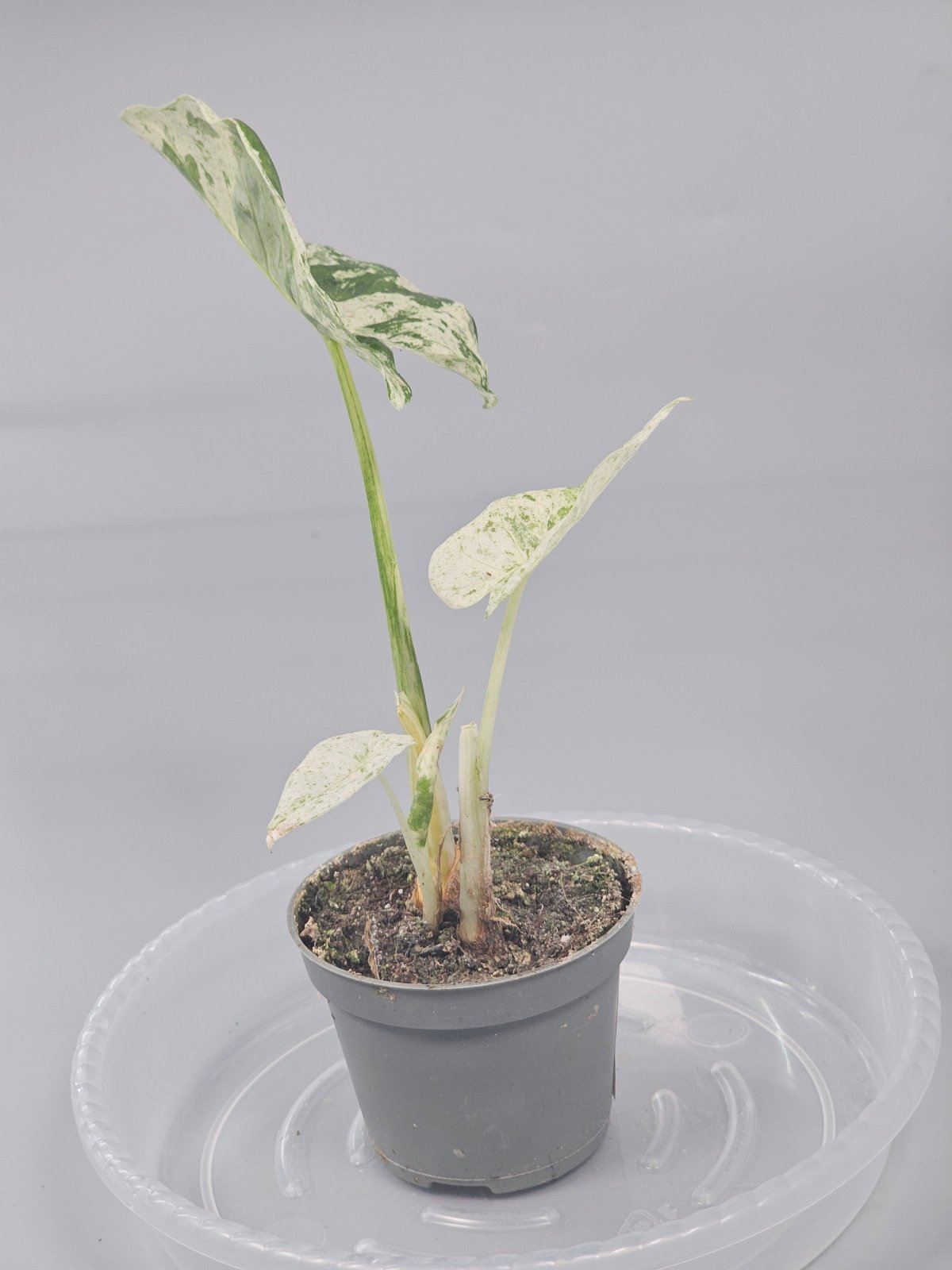 Rare Houseplants - Alocasia Macrorrhizos 'camouflage' - J | Rare Houseplants - Odd Leaf