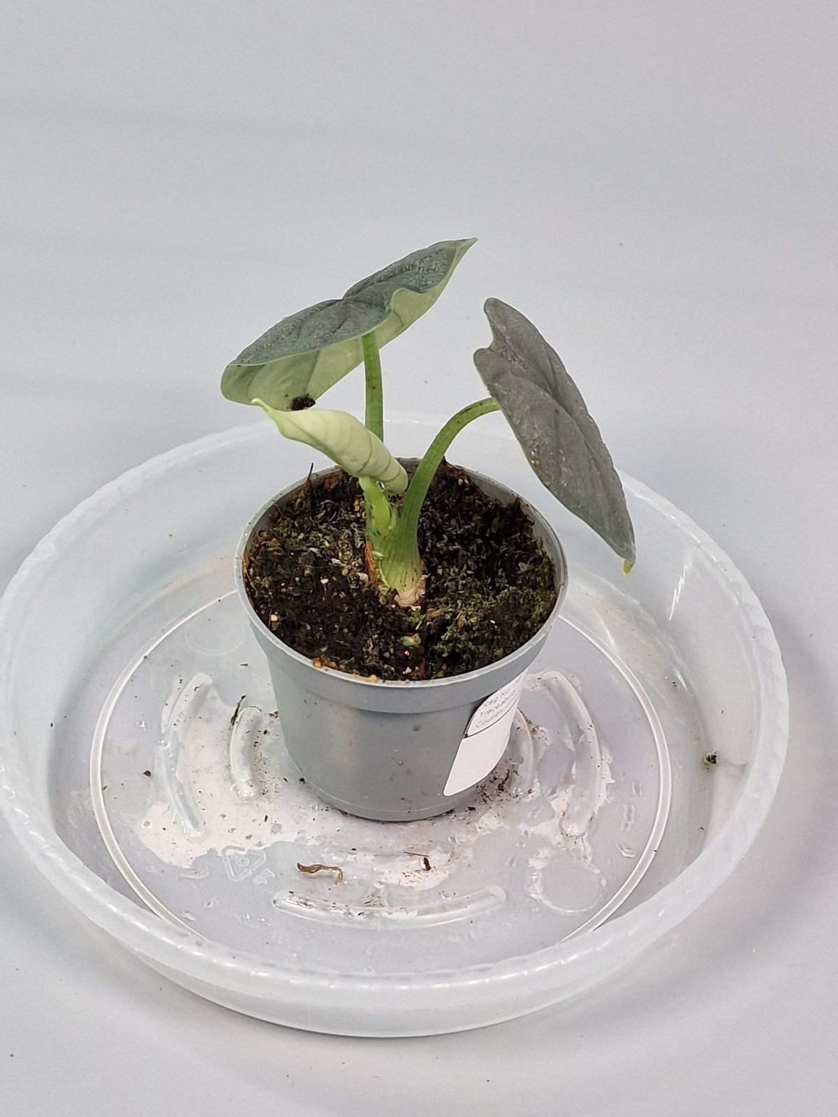 Rare Houseplants - Alocasia Melo 6cm - A | Rare Houseplants - Odd Leaf