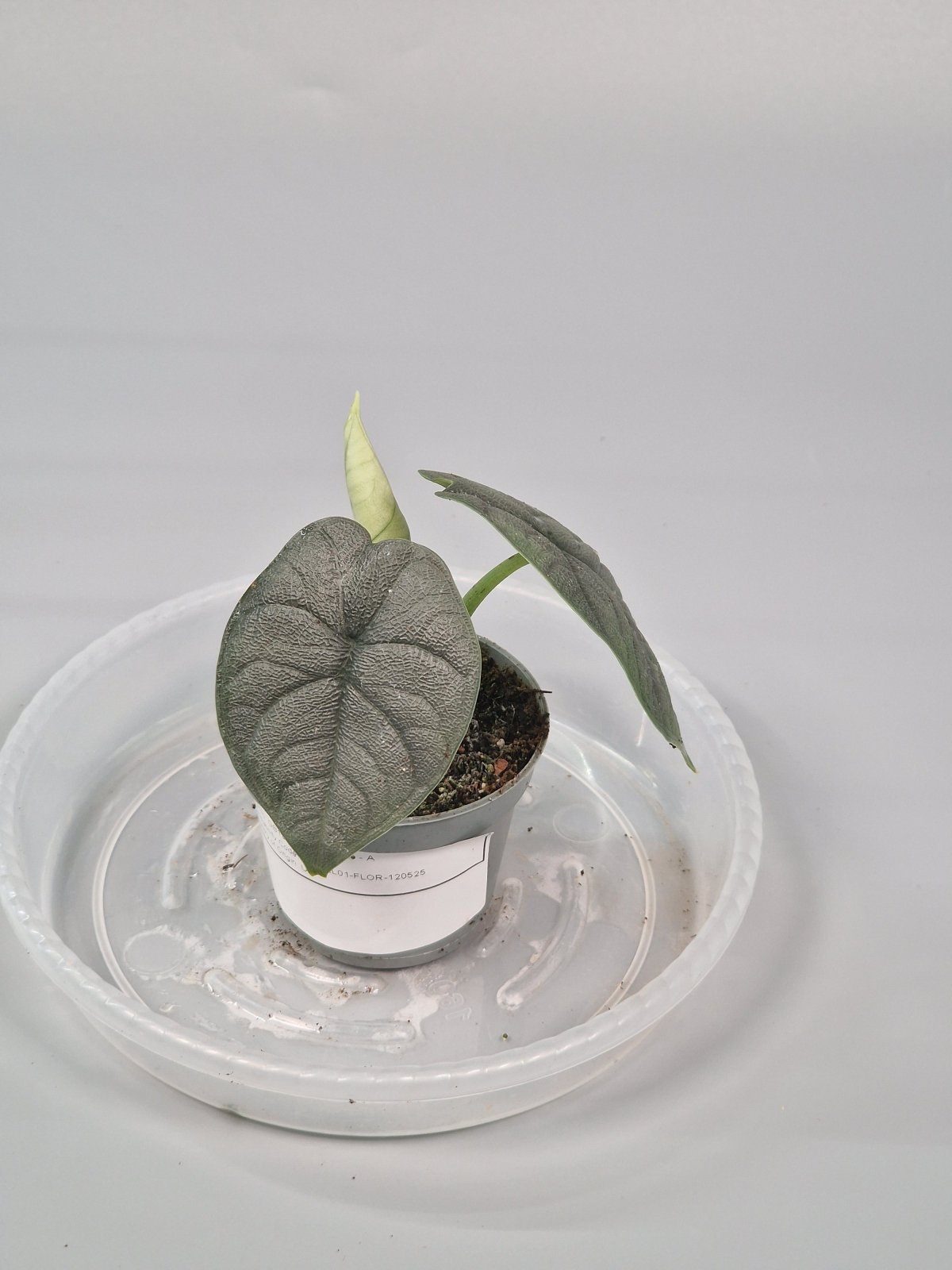 Rare Houseplants - Alocasia Melo 6cm - A | Rare Houseplants - Odd Leaf