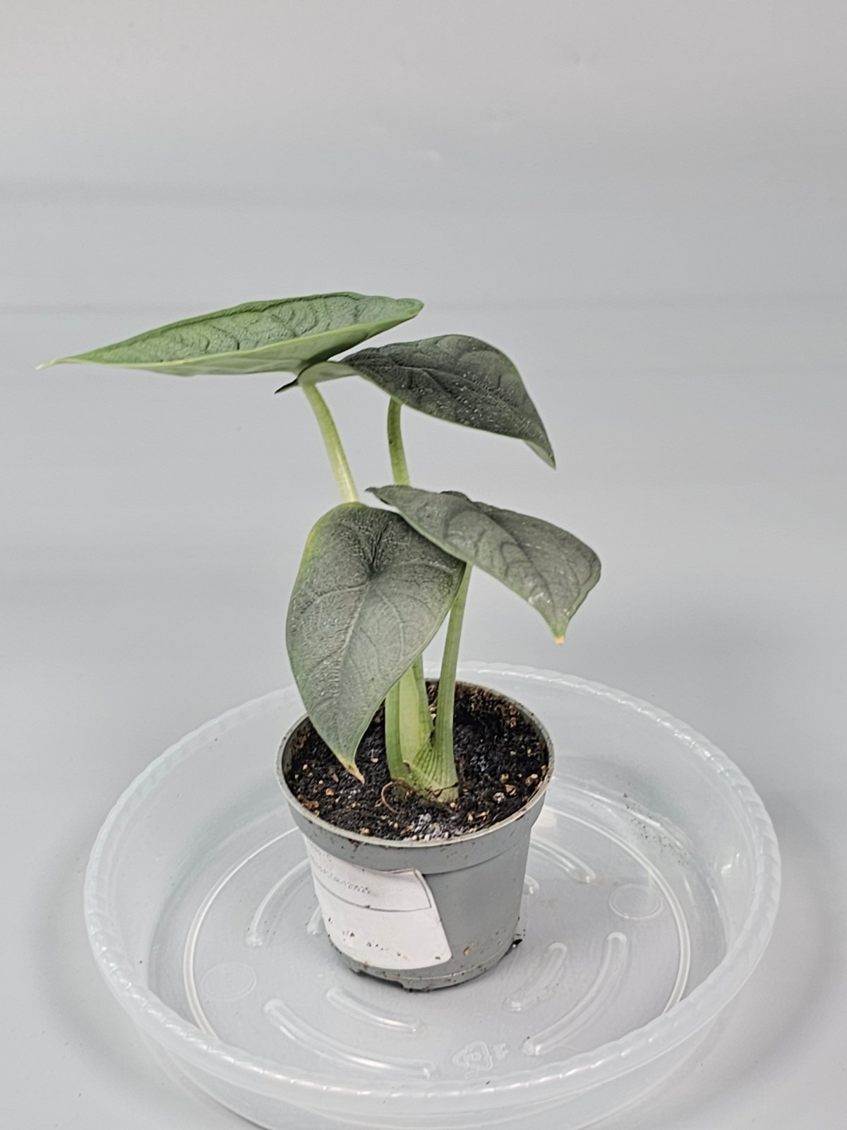 Rare Houseplants - Alocasia Melo - C | Rare Houseplants - Odd Leaf