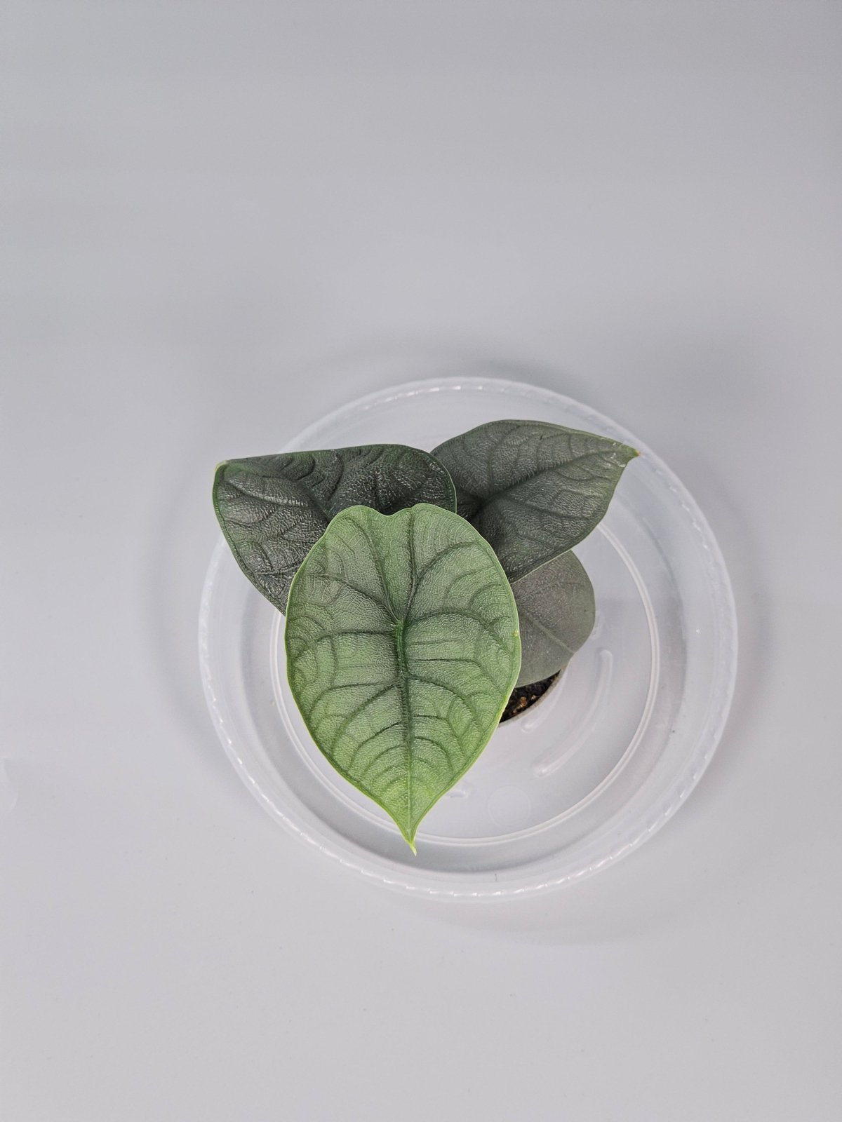 Rare Houseplants - Alocasia Melo - C | Rare Houseplants - Odd Leaf