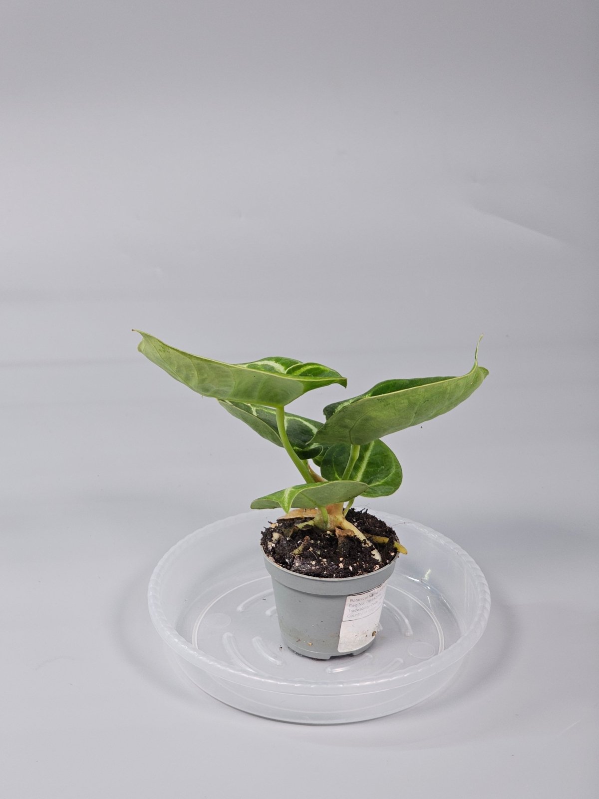 Rare Houseplants - Anthurium Crystallinum 'dorayaki' - H | Rare Houseplants - Odd Leaf