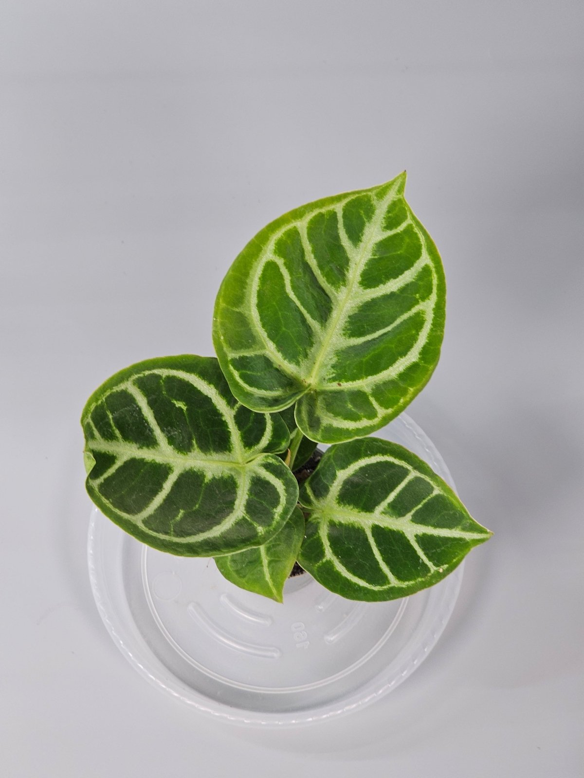 Rare Houseplants - Anthurium Crystallinum 'dorayaki' - H | Rare Houseplants - Odd Leaf