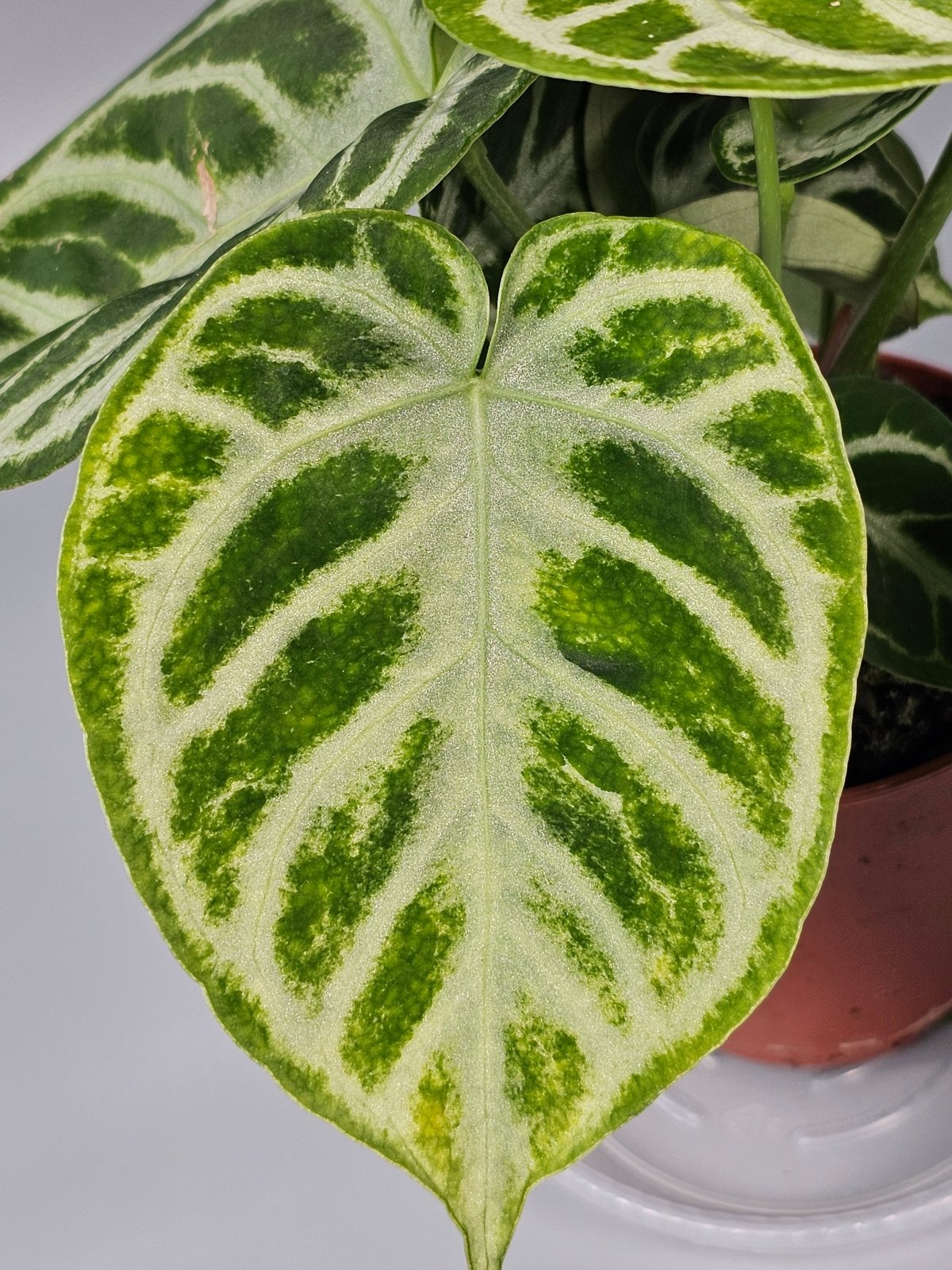Rare Houseplants - Anthurium Crystallinum 'silver Blush' - D | Rare Houseplants - Odd Leaf
