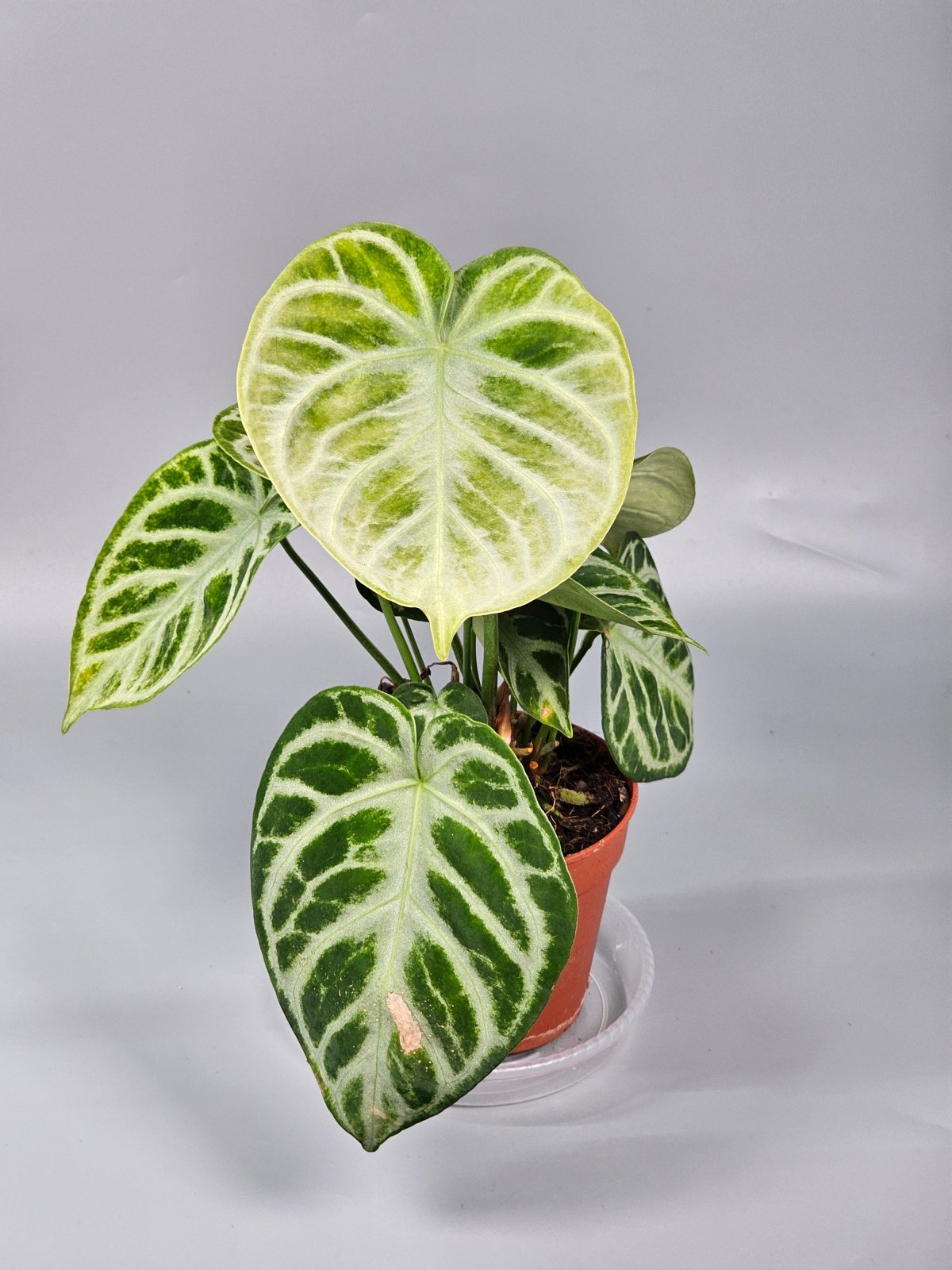 Rare Houseplants - Anthurium Crystallinum 'silver Blush' - D | Rare Houseplants - Odd Leaf