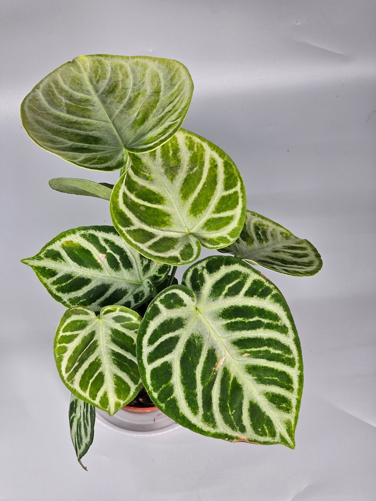 Rare Houseplants - Anthurium Crystallinum 'silver Blush' - D | Rare Houseplants - Odd Leaf