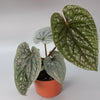 Anthurium Royal Duo | Subscribers Bundle
