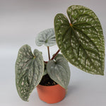 Anthurium Royal Duo | Subscribers Bundle