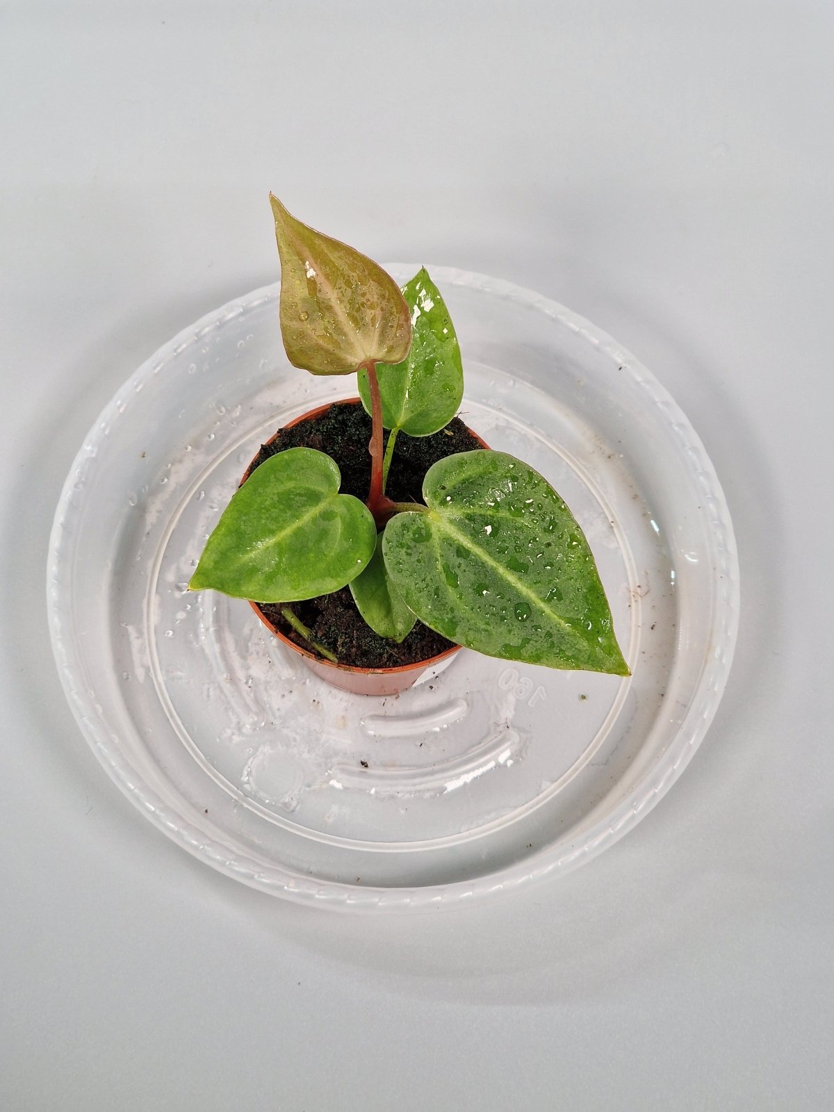 Rare Houseplants - Anthurium Magnificum 6cm - B | Rare Houseplants - Odd Leaf