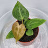 Rare Houseplants - Anthurium Magnificum 6cm - B | Rare Houseplants - Odd Leaf