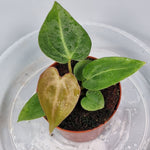 Rare Houseplants - Anthurium Magnificum 6cm - B | Rare Houseplants - Odd Leaf