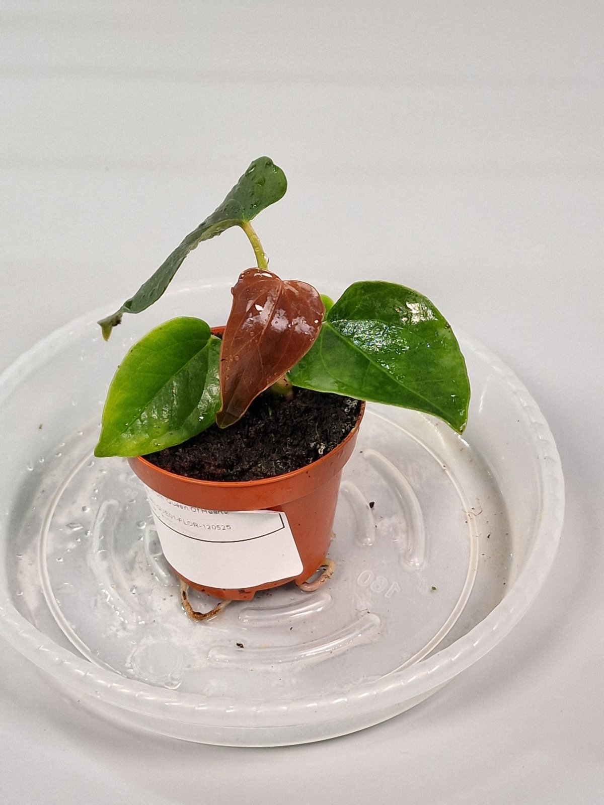 Rare Houseplants - Anthurium 'queen Of Hearts' 6cm - A | Rare Houseplants - Odd Leaf